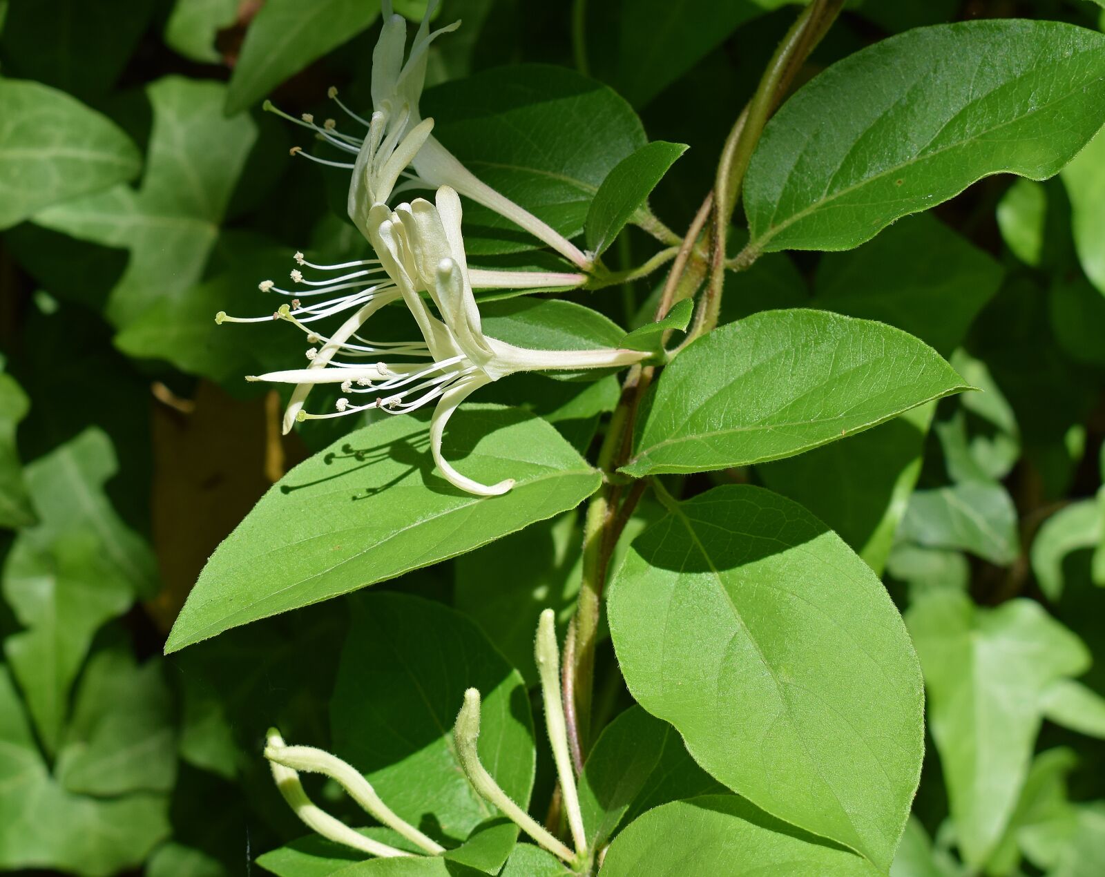 Nikon D3300 sample photo. Wild jasmine, flower, blossom photography