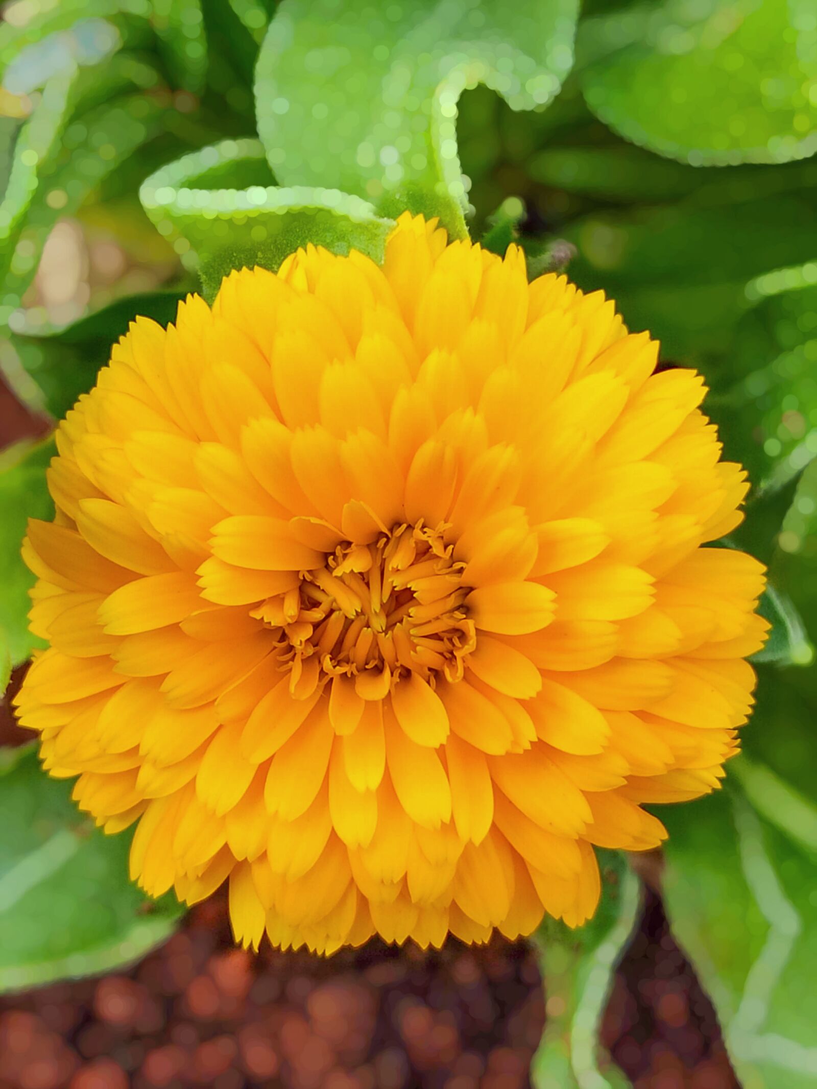 Xiaomi Redmi Note 7 Pro sample photo. Yellow flower, just yellow photography