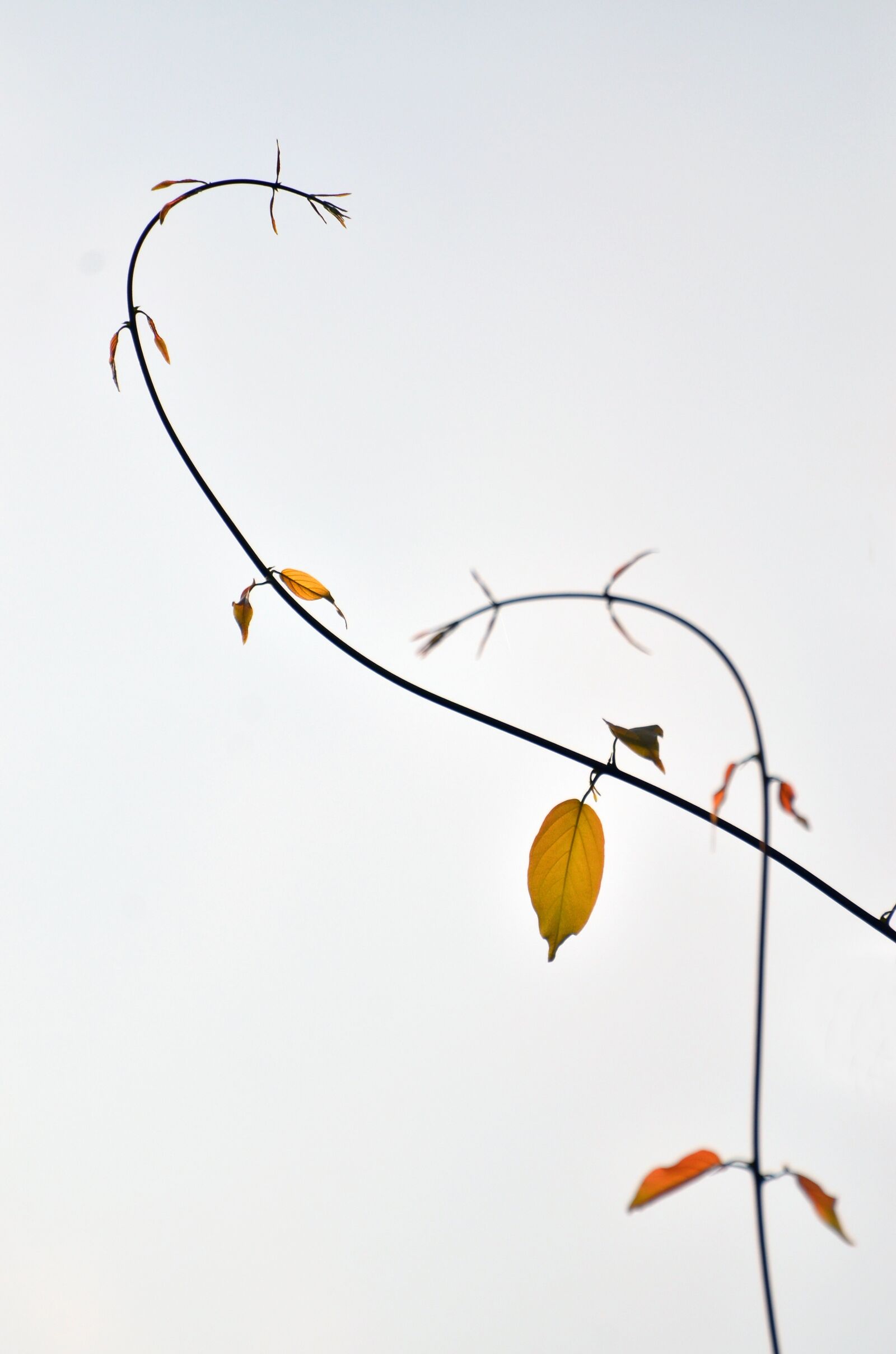 Nikon D7000 sample photo. Tree, the wire, grass photography