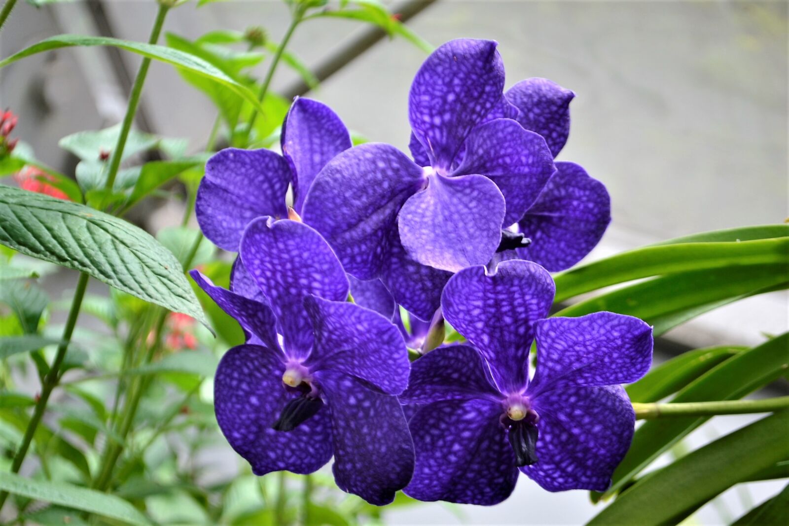 Nikon D3100 sample photo. Purple flowers, botanical garden photography