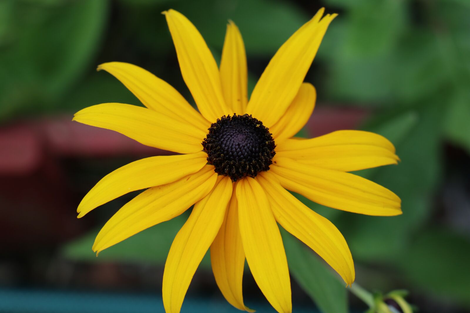 Canon EF-M 18-150mm F3.5-6.3 IS STM sample photo. Yellow, flower, summer photography