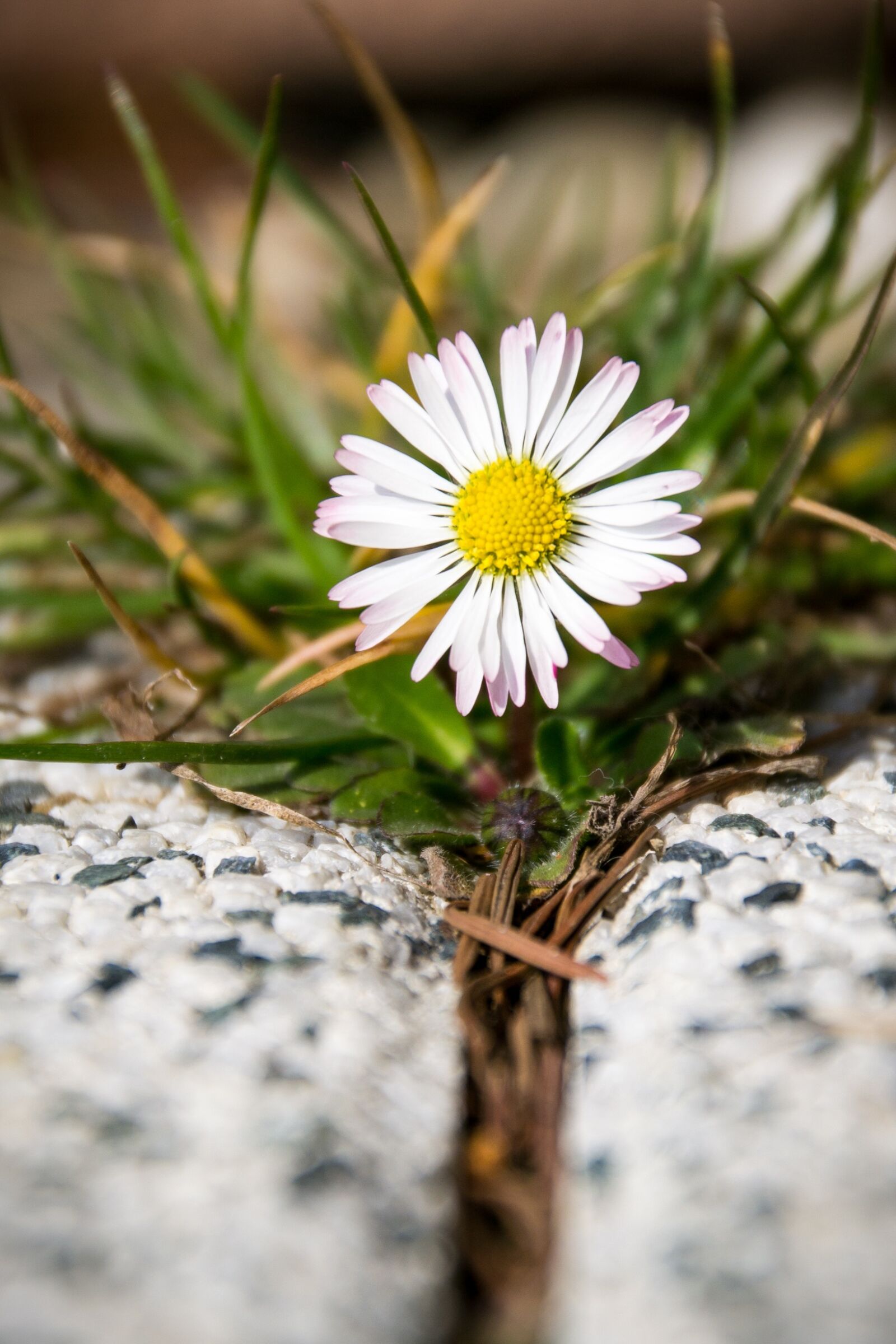 Nikon D3100 sample photo. Daisy, flower, yellow photography