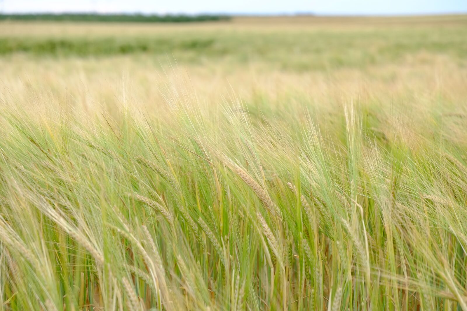 Fujifilm X-E1 sample photo. Barley, cereals, barley field photography