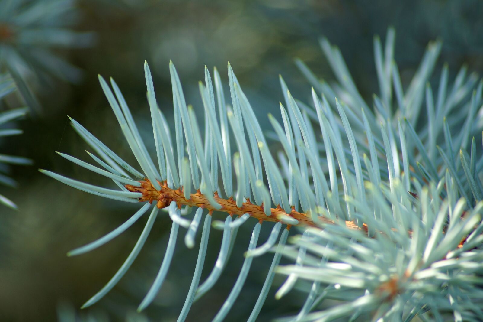 Sony SLT-A58 sample photo. Fir, pine, foliage photography