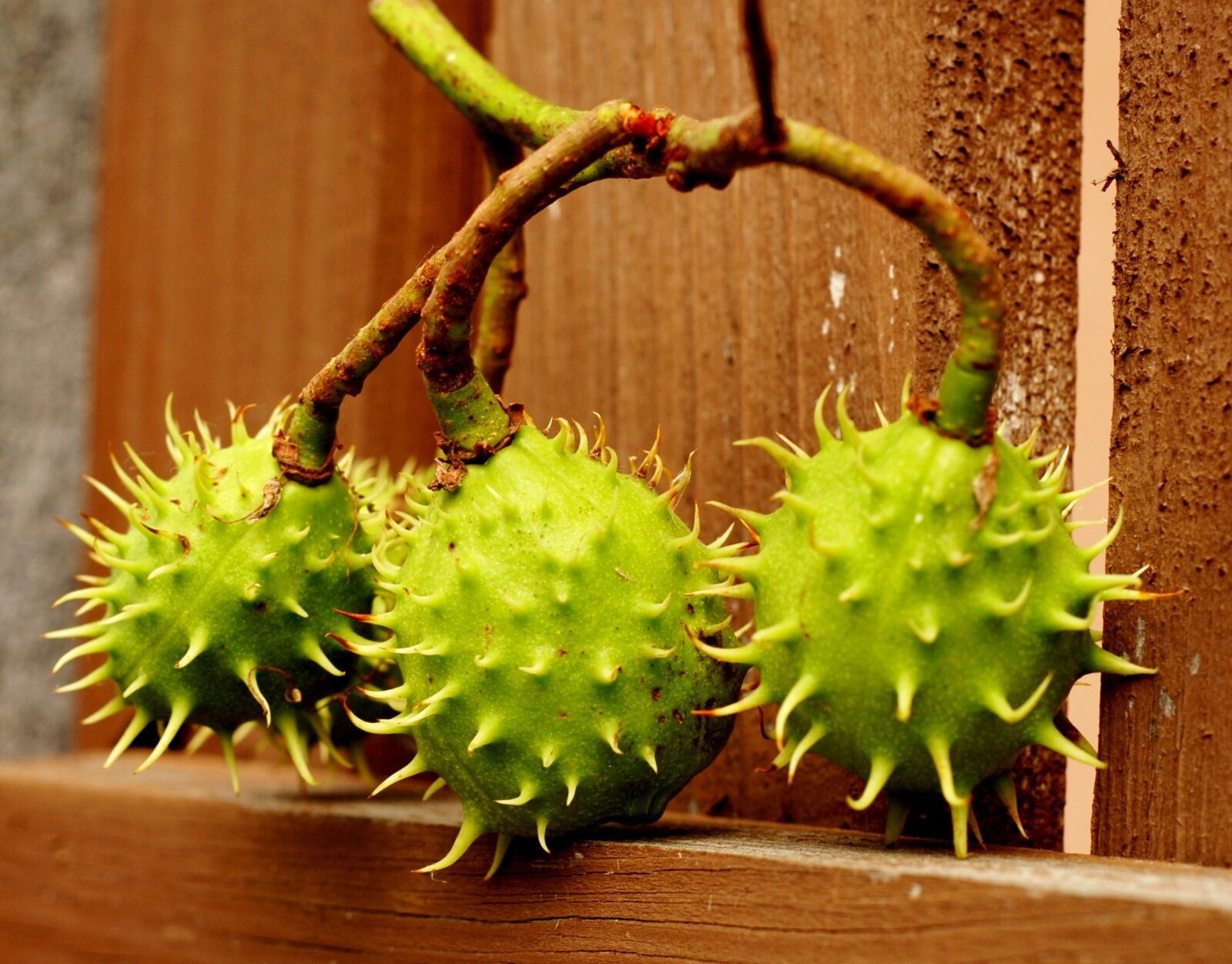 Nikon D200 sample photo. Plants, chestnut, fruits photography