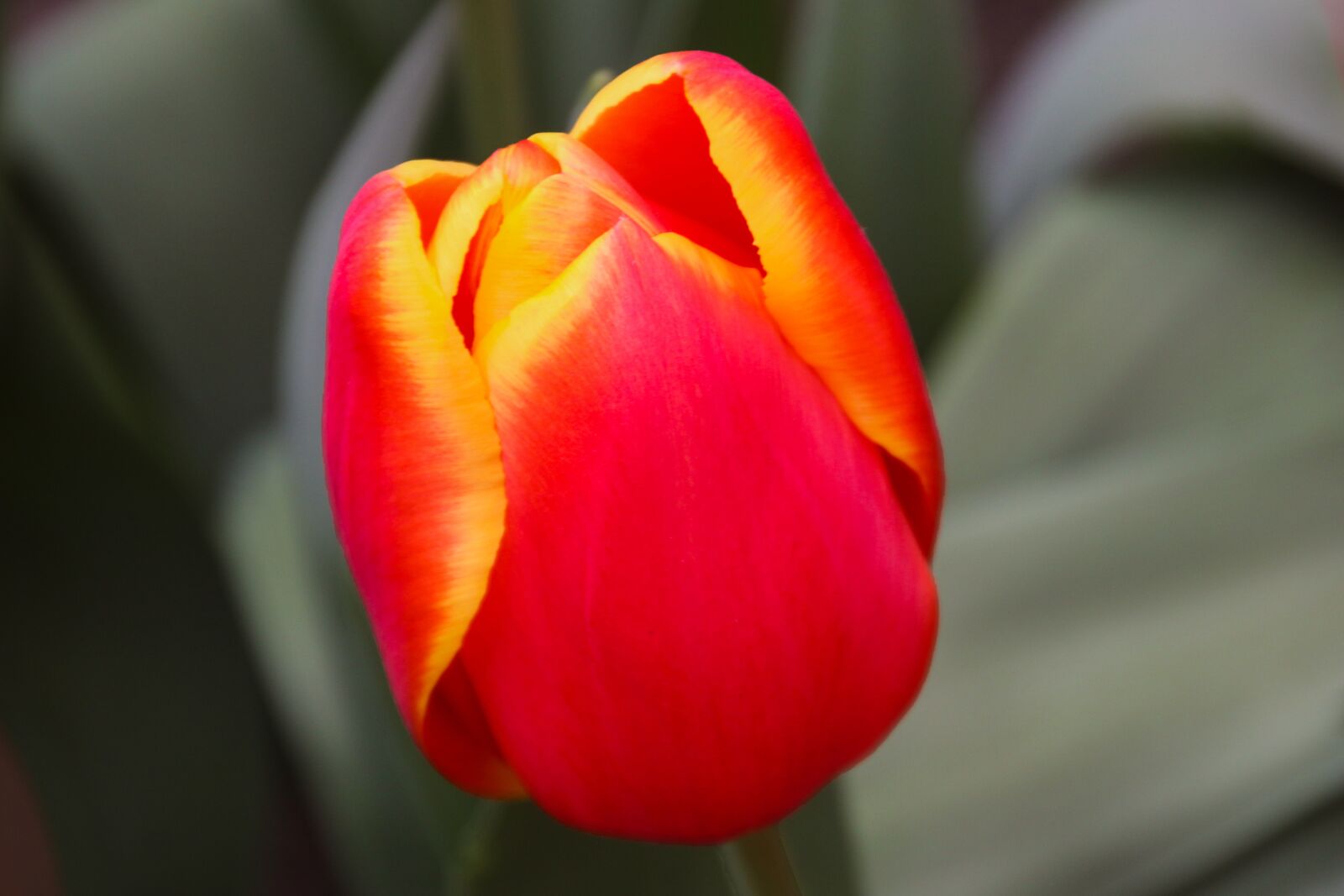 Canon EOS 70D sample photo. Nature, flower, tulip photography