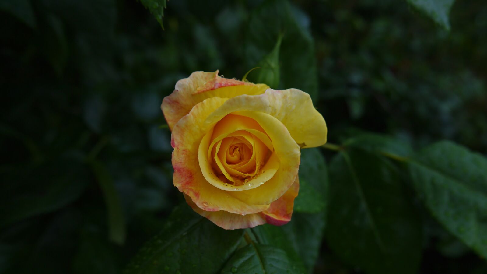 Panasonic Lumix DMC-GF6 sample photo. Rose, fresh, yellow photography
