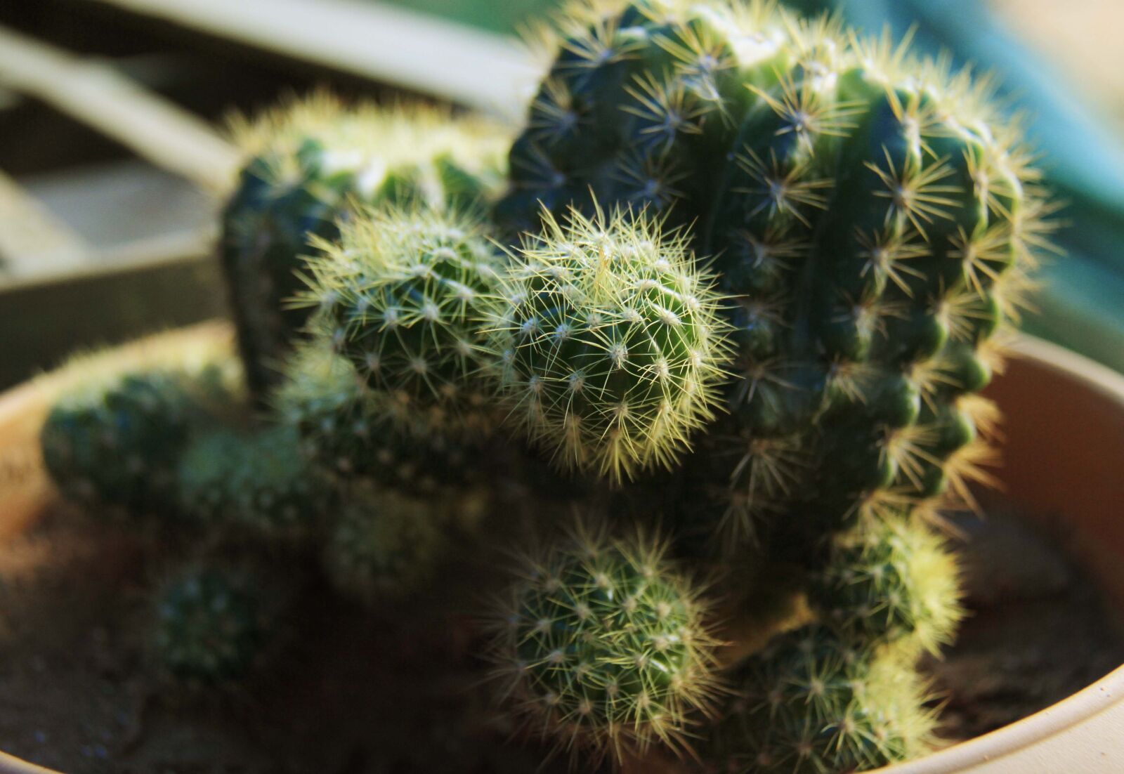 Canon EOS 7D sample photo. Cactus, plant, circles photography