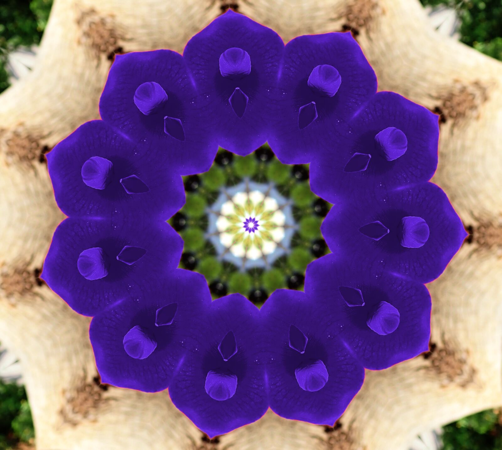 Olympus TG-5 sample photo. Flower, kaleidoscope, geometric photography