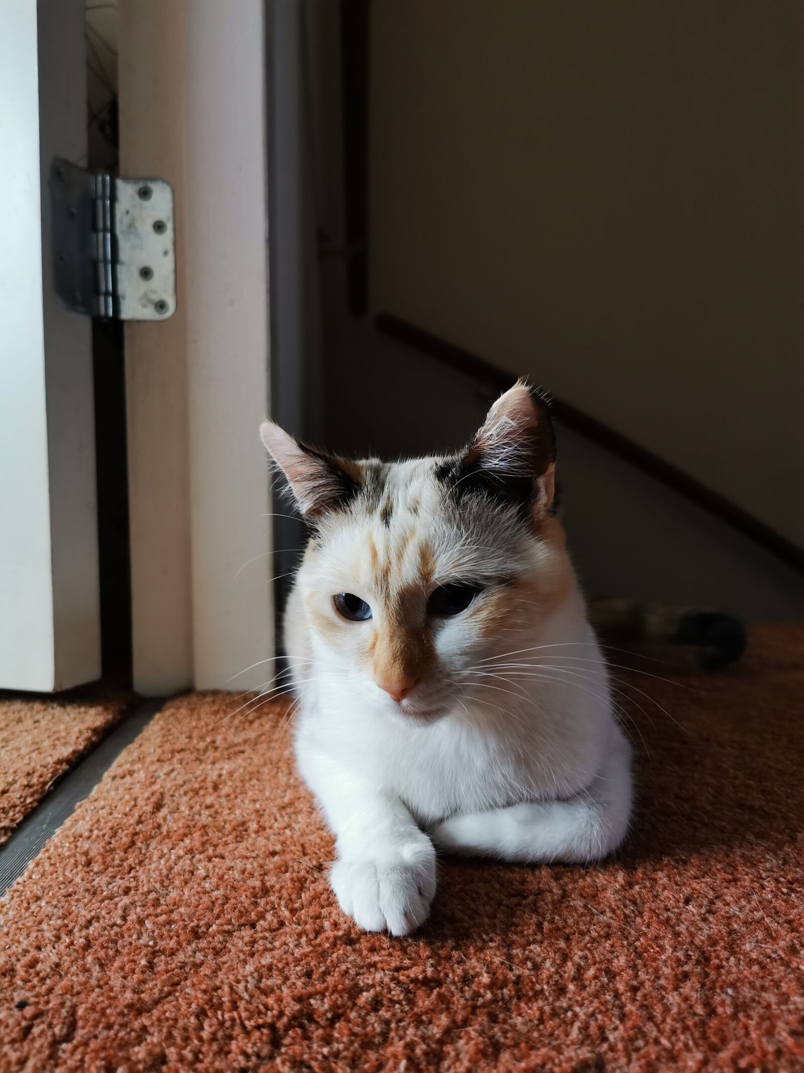 HUAWEI P30 Pro sample photo. Cat, pet, animal photography