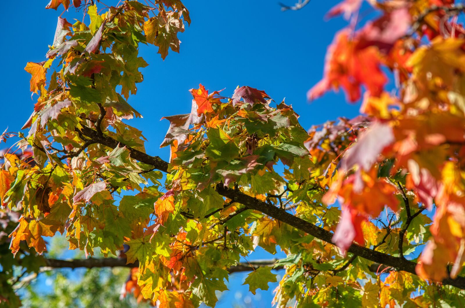 Nikon D750 sample photo. Maple, leaves, autumn photography
