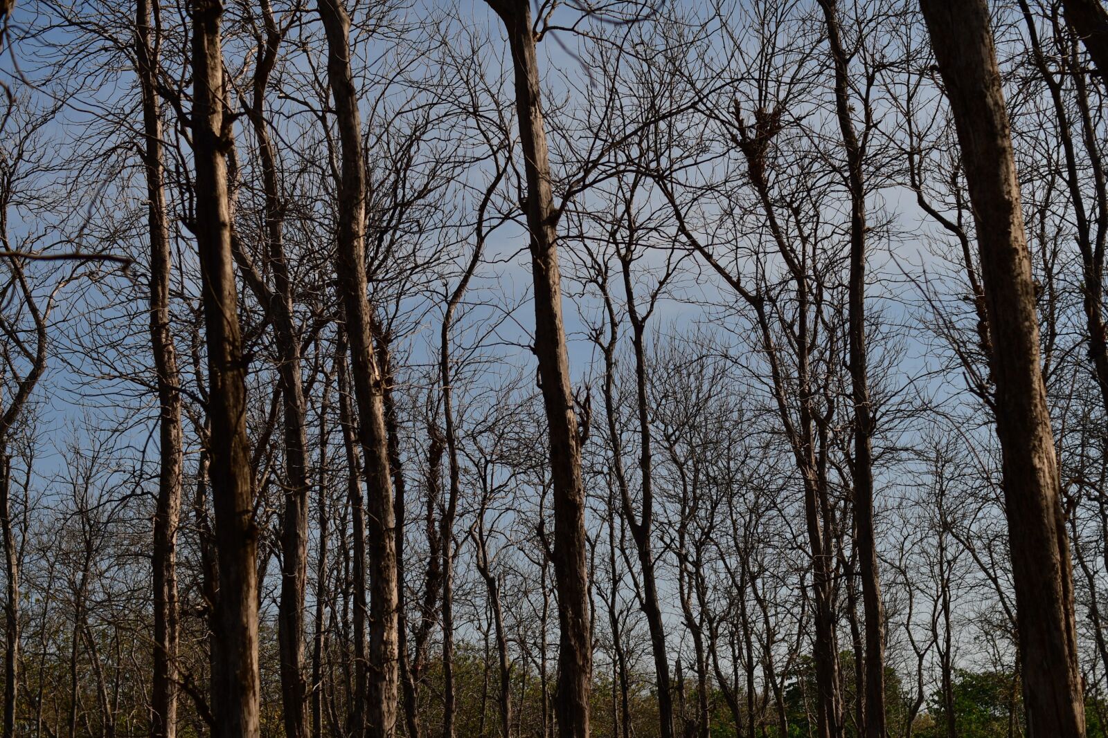 Nikon D500 sample photo. Dry teak, teak forest photography