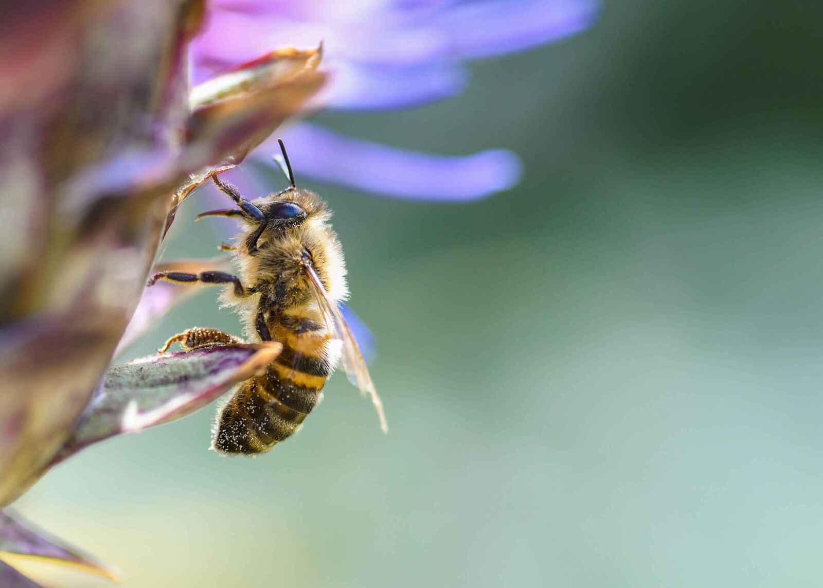 Nikon D500 sample photo. Honeybee, macro, detail, pollen photography