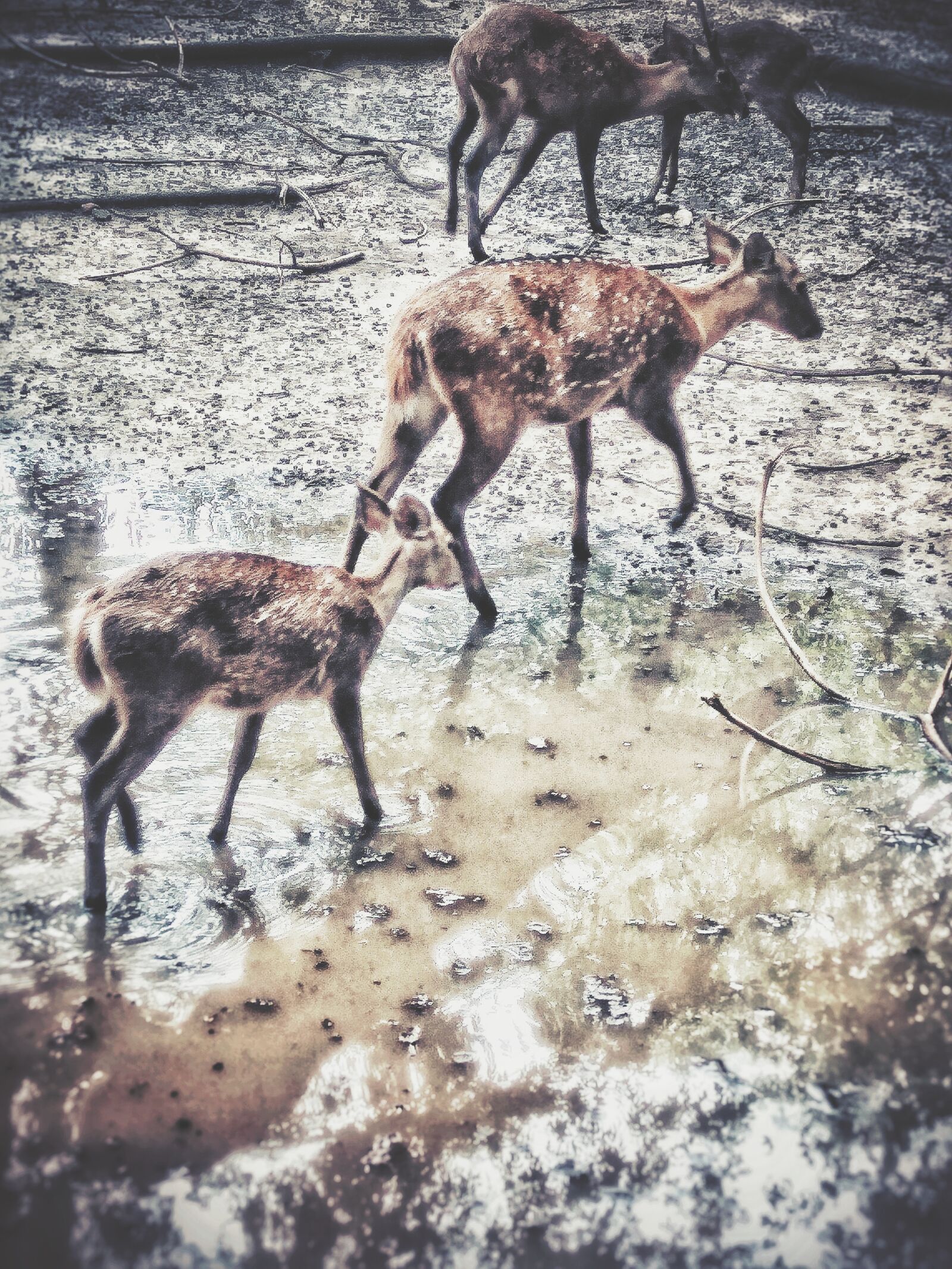 Xiaomi Redmi Note3 sample photo. Brown, deer, deers, females photography