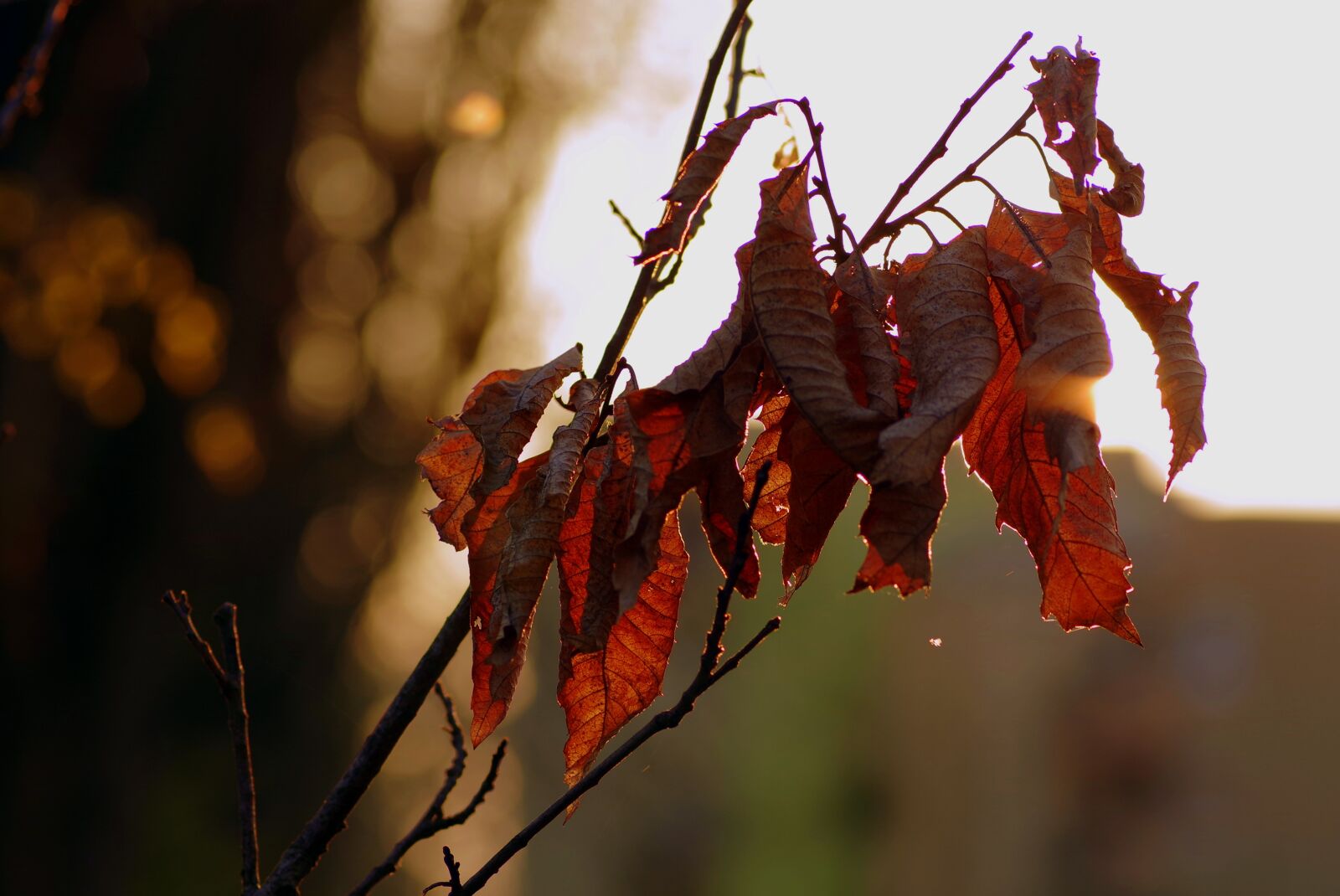 Pentax K-S2 sample photo. Dry leaves, branch, brown photography