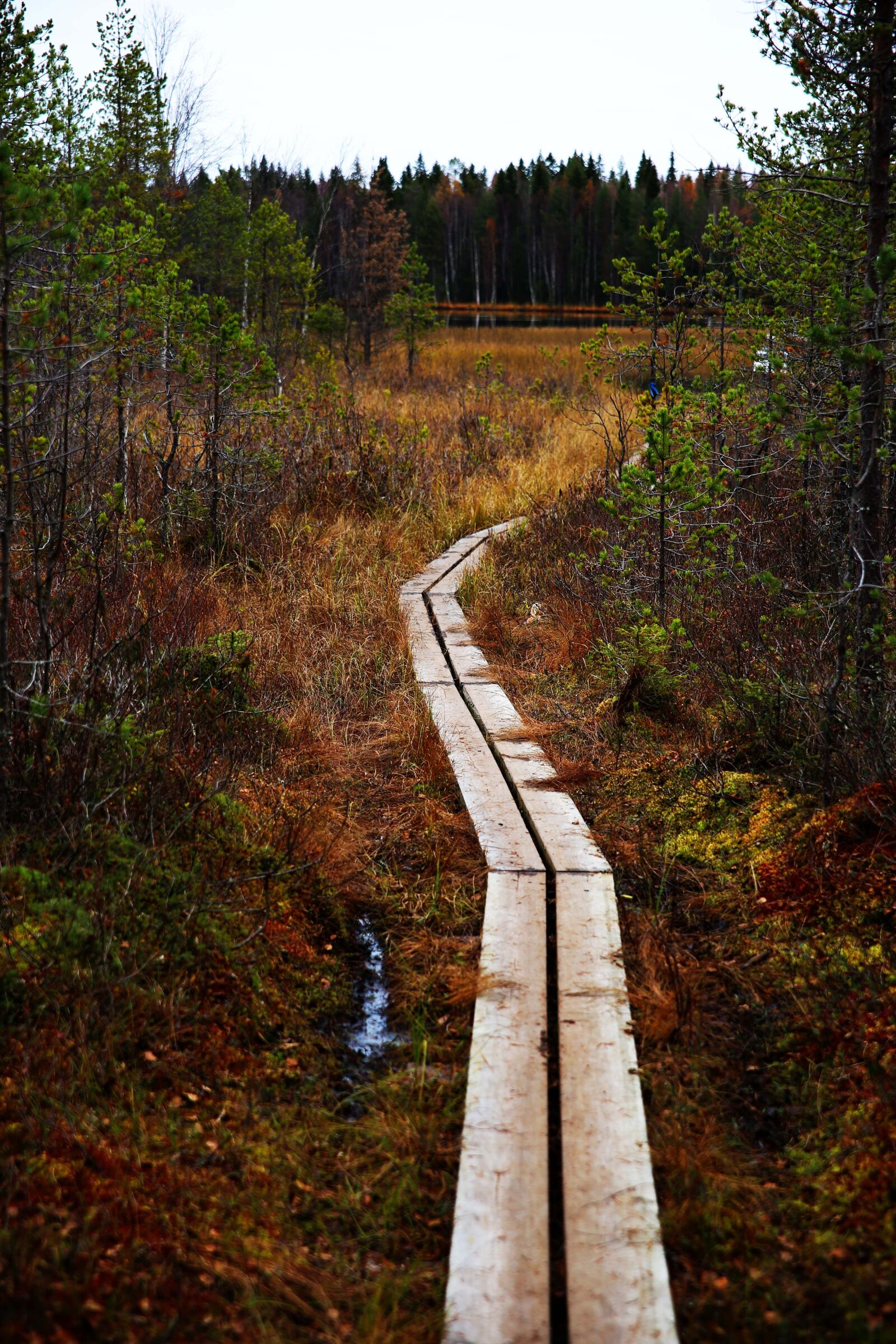 Canon EOS 6D sample photo. Footbridge, forest, path photography