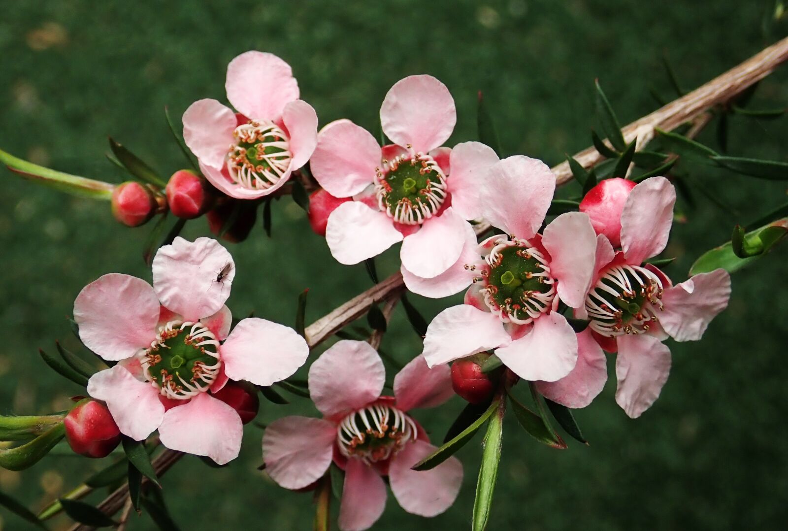 Olympus TG-5 sample photo. Flowers, tea tree, insect photography