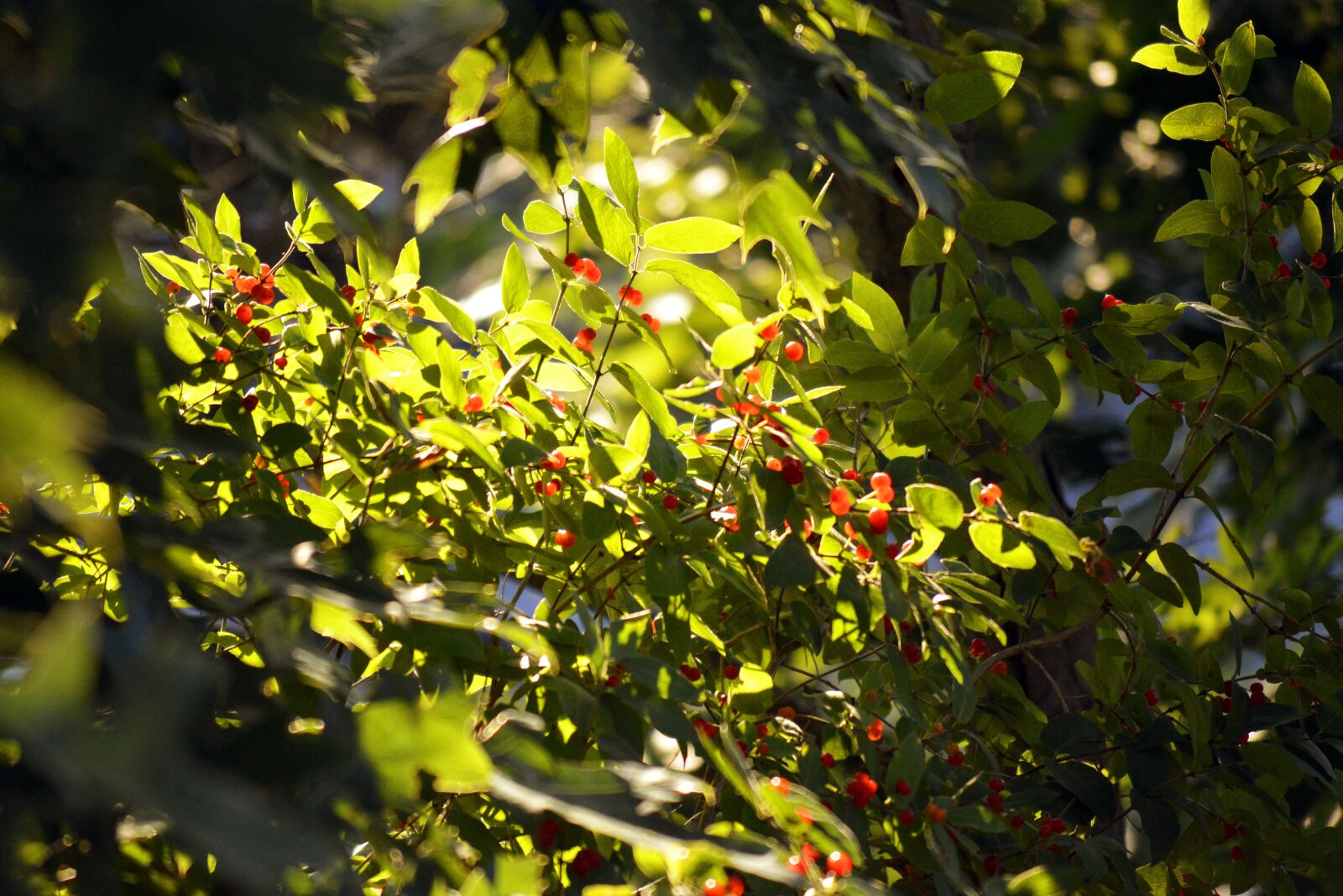 Nikon D3200 sample photo. Berries, poison, poisonous photography