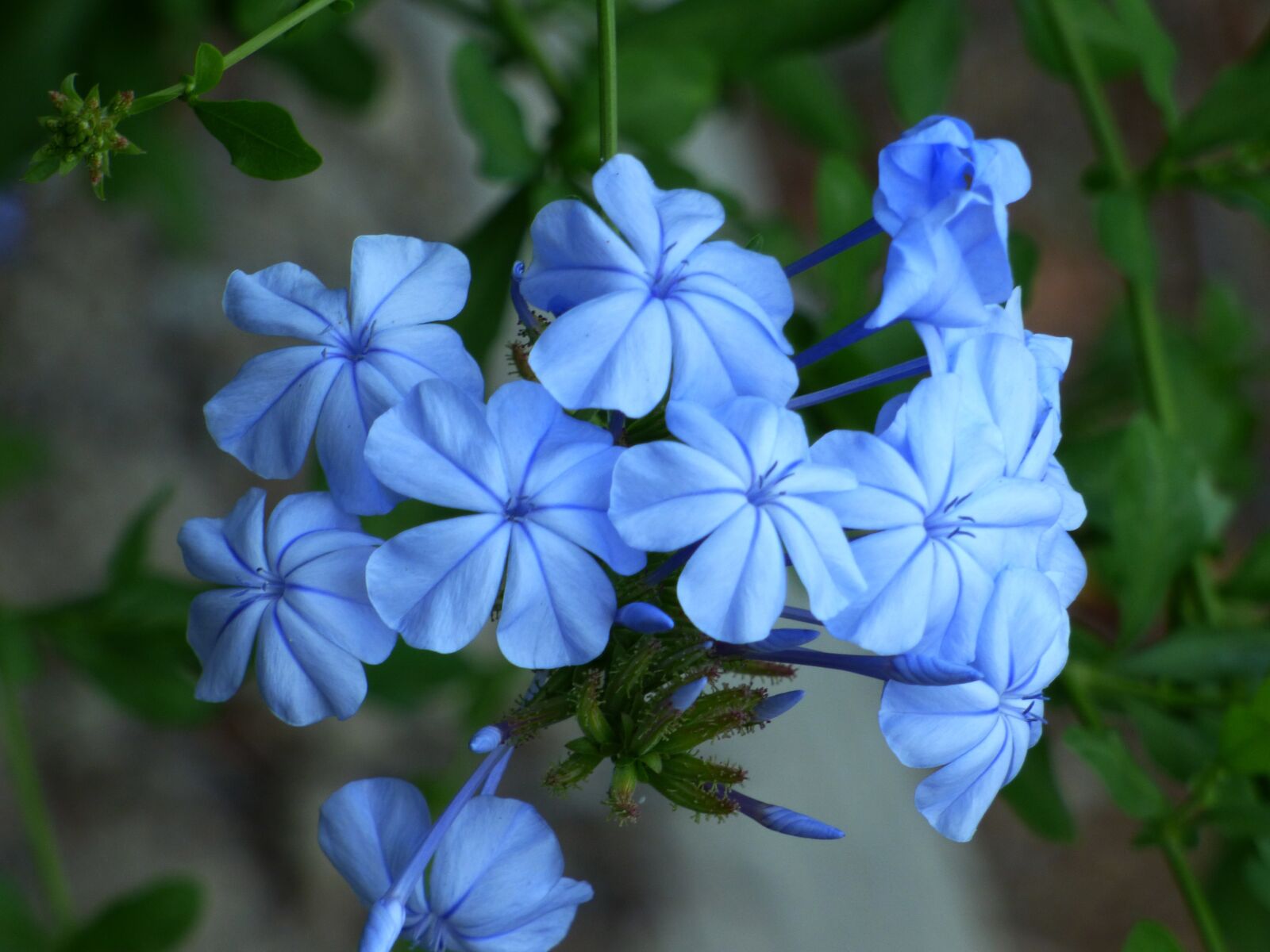 Panasonic DMC-FZ72 sample photo. Flower, blue, nature photography