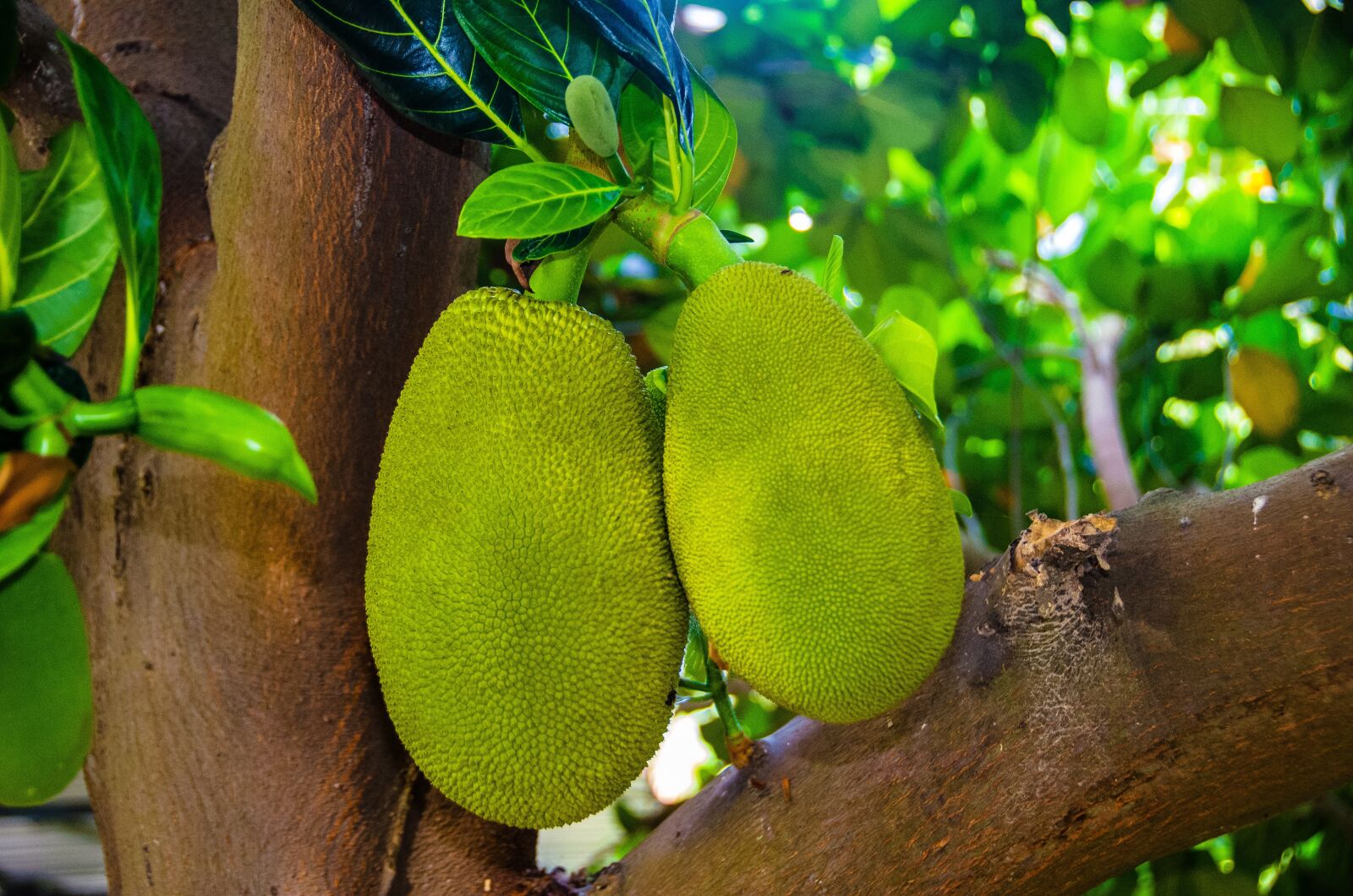 Nikon D7000 sample photo. Jackfruit, tree, mohan photography