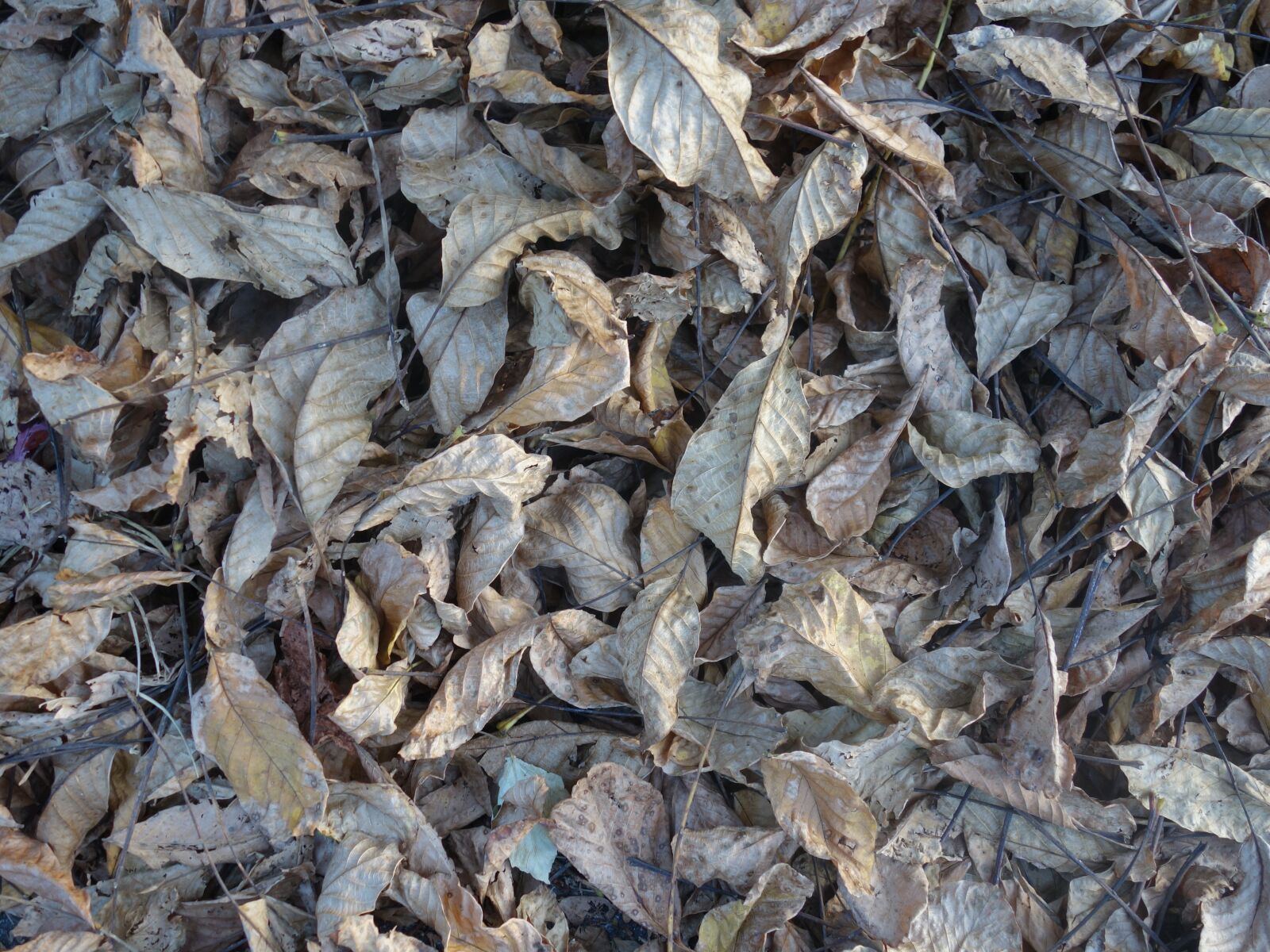 Sony Cyber-shot DSC-RX100 II sample photo. Leaves, dry, autumn photography