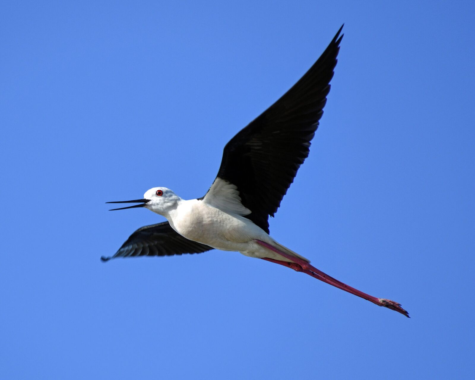 Nikon D500 sample photo. Black-winged stilt, flight, bird photography