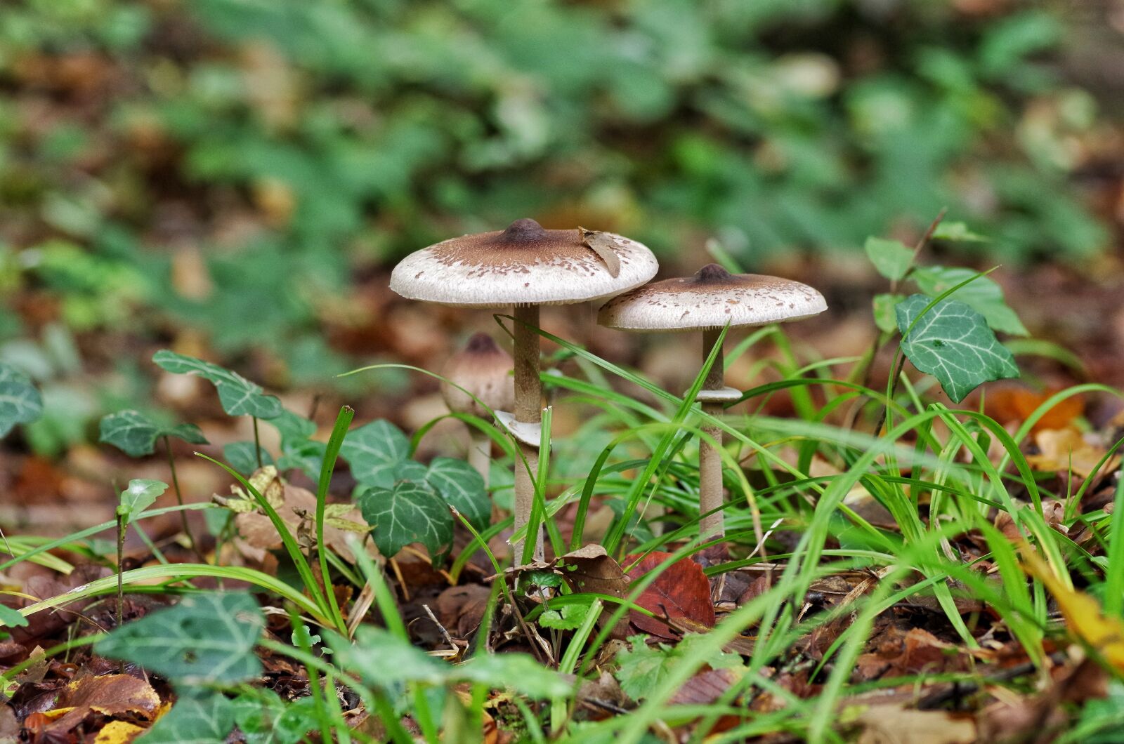 Pentax K-30 sample photo. Mushroom, forest, parasol photography