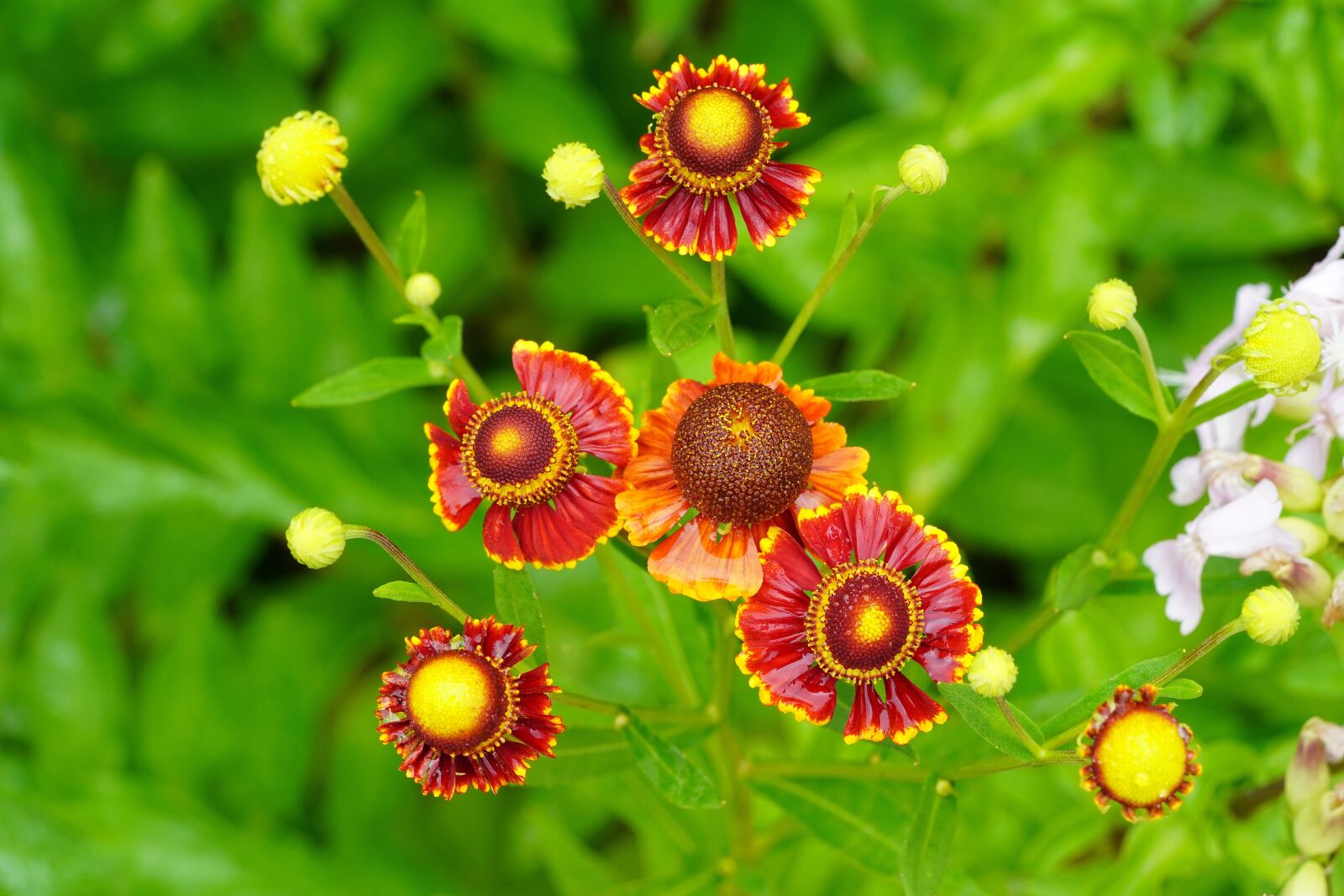 Sony a7R III + Sony FE 90mm F2.8 Macro G OSS sample photo. Flower, nature, flowers photography