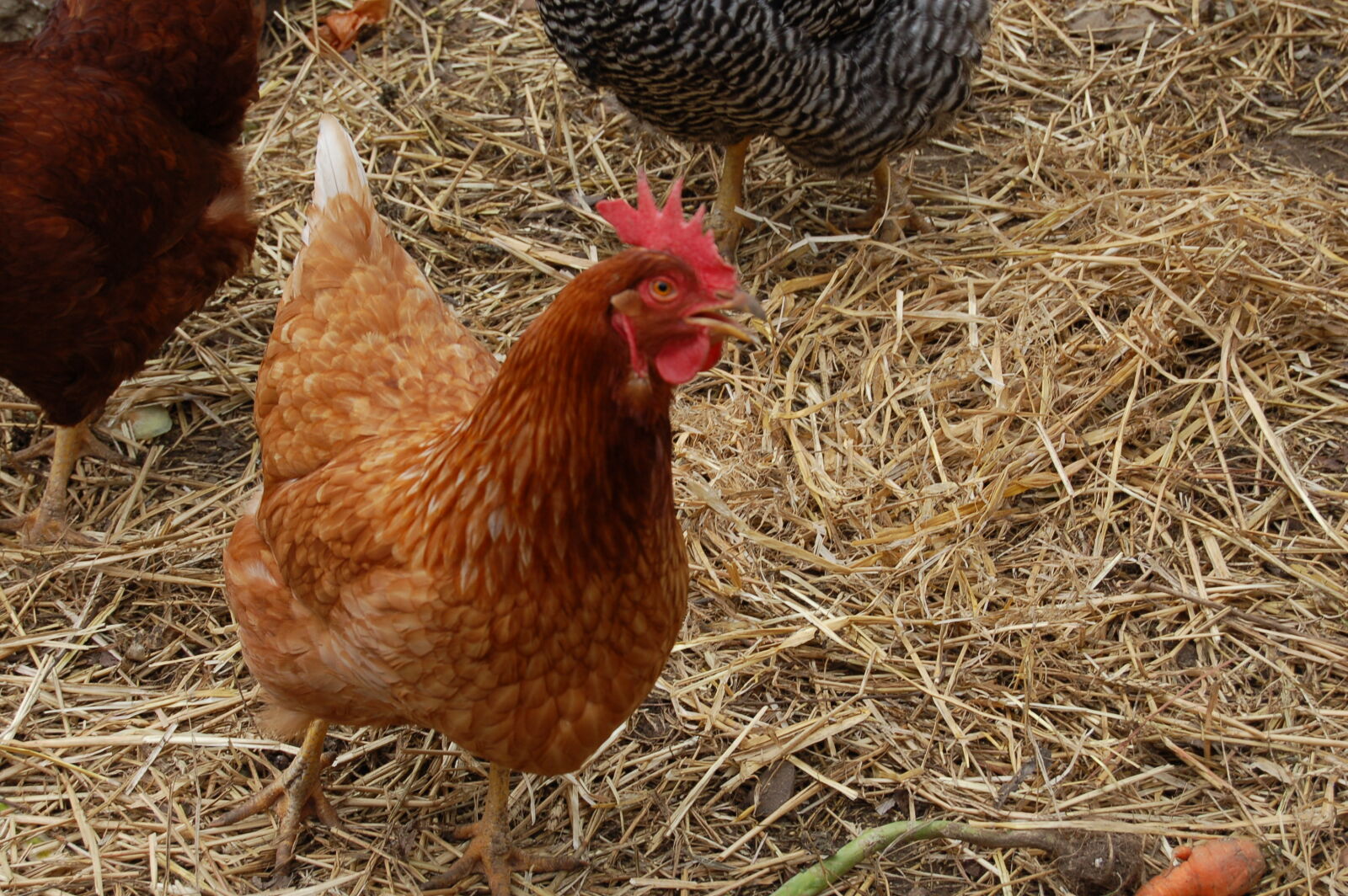Nikon D50 sample photo. Chicken, chickens photography