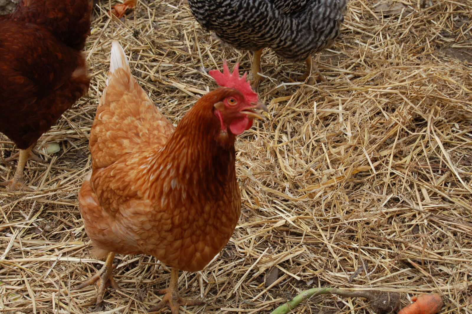 Nikon D50 + AF-S DX Zoom-Nikkor 18-55mm f/3.5-5.6G ED sample photo. Chicken, chickens photography