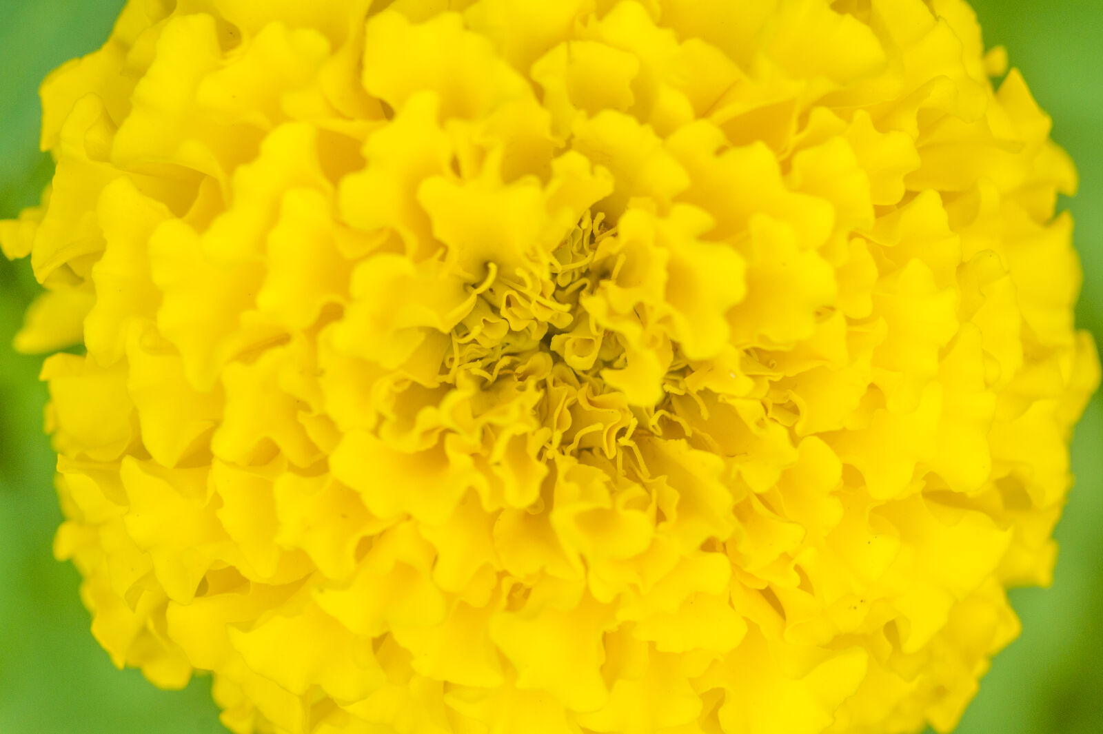 Sony Alpha DSLR-A550 sample photo. Flower, flower, background, gold photography