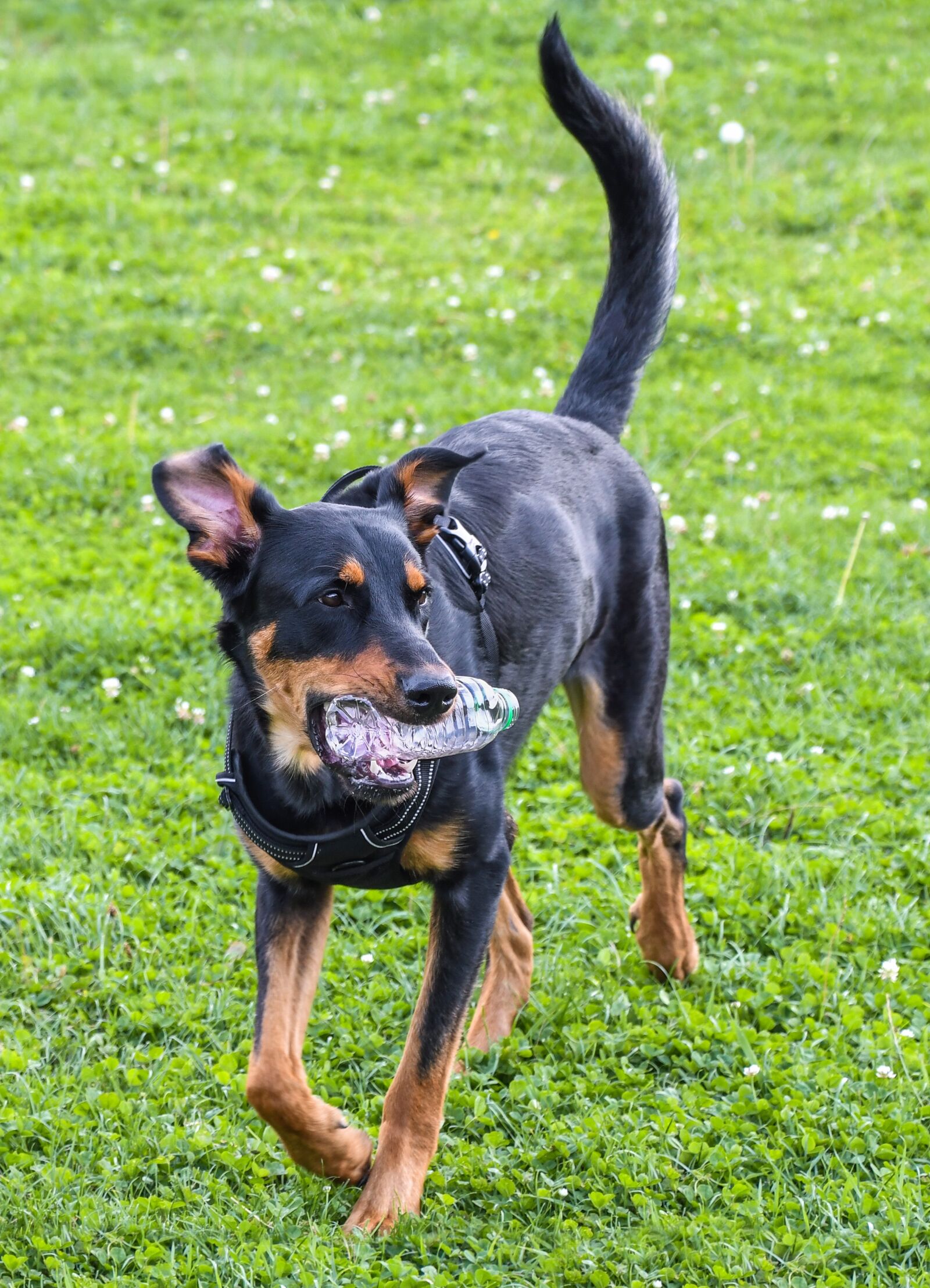 Nikon D500 sample photo. Dog, beauceron, play photography
