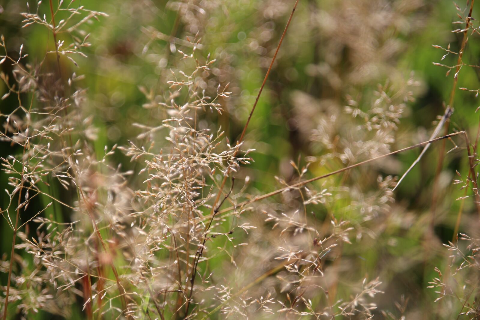 Canon EOS 100D (EOS Rebel SL1 / EOS Kiss X7) sample photo. Meadow, grass, autumn photography