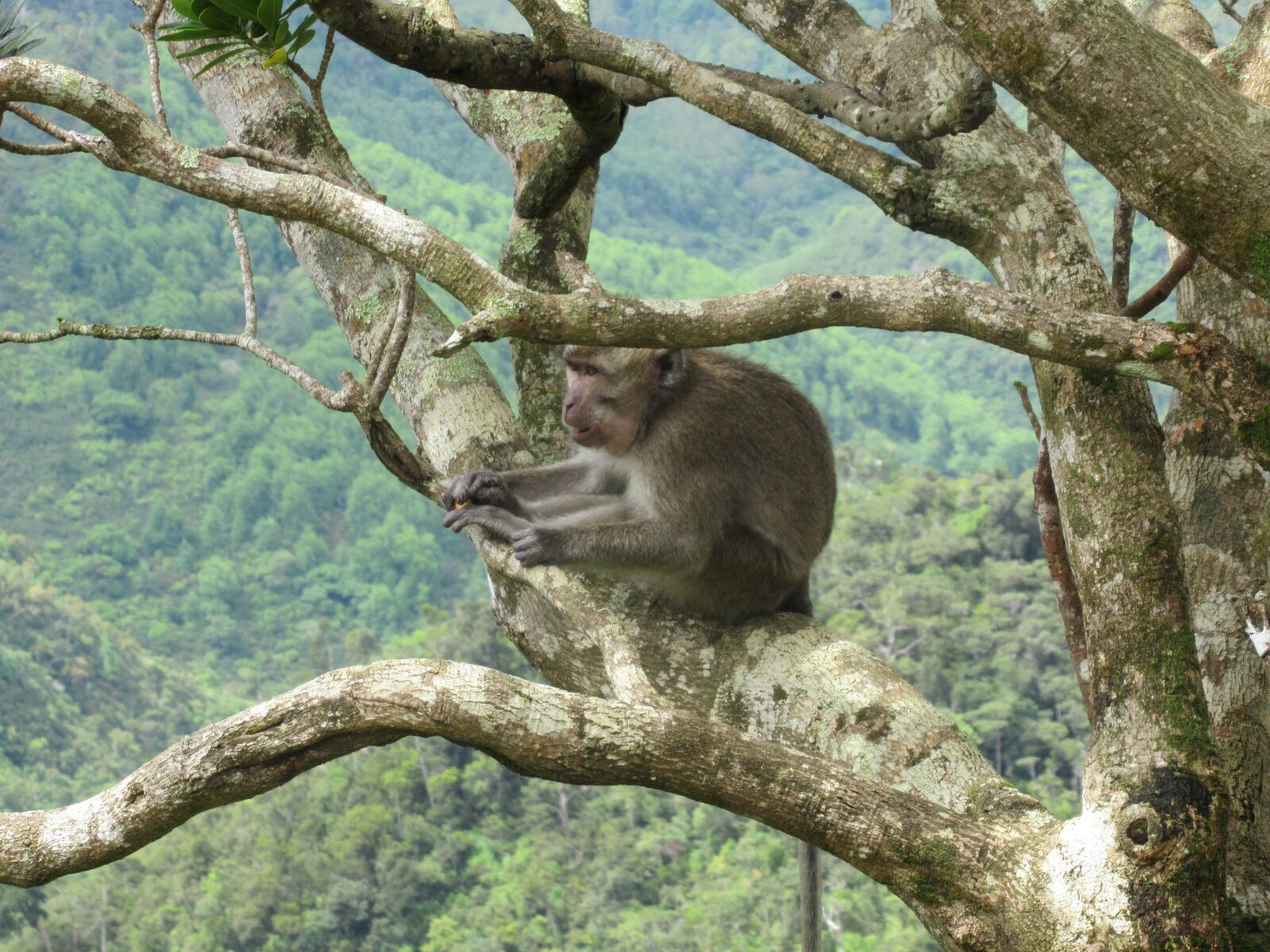 Canon PowerShot SX620 HS sample photo. Monkey, wild, nature photography