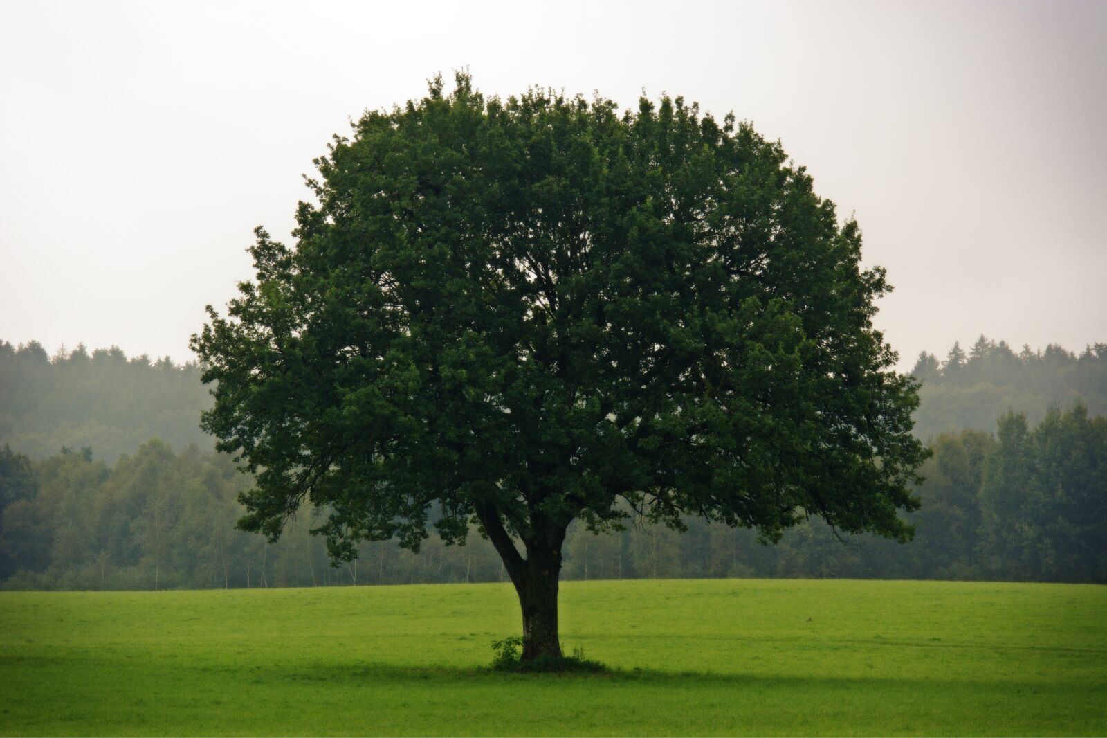 55.0-200.0mm f/4.0-f/5.6 sample photo. Tree, individually, nature photography