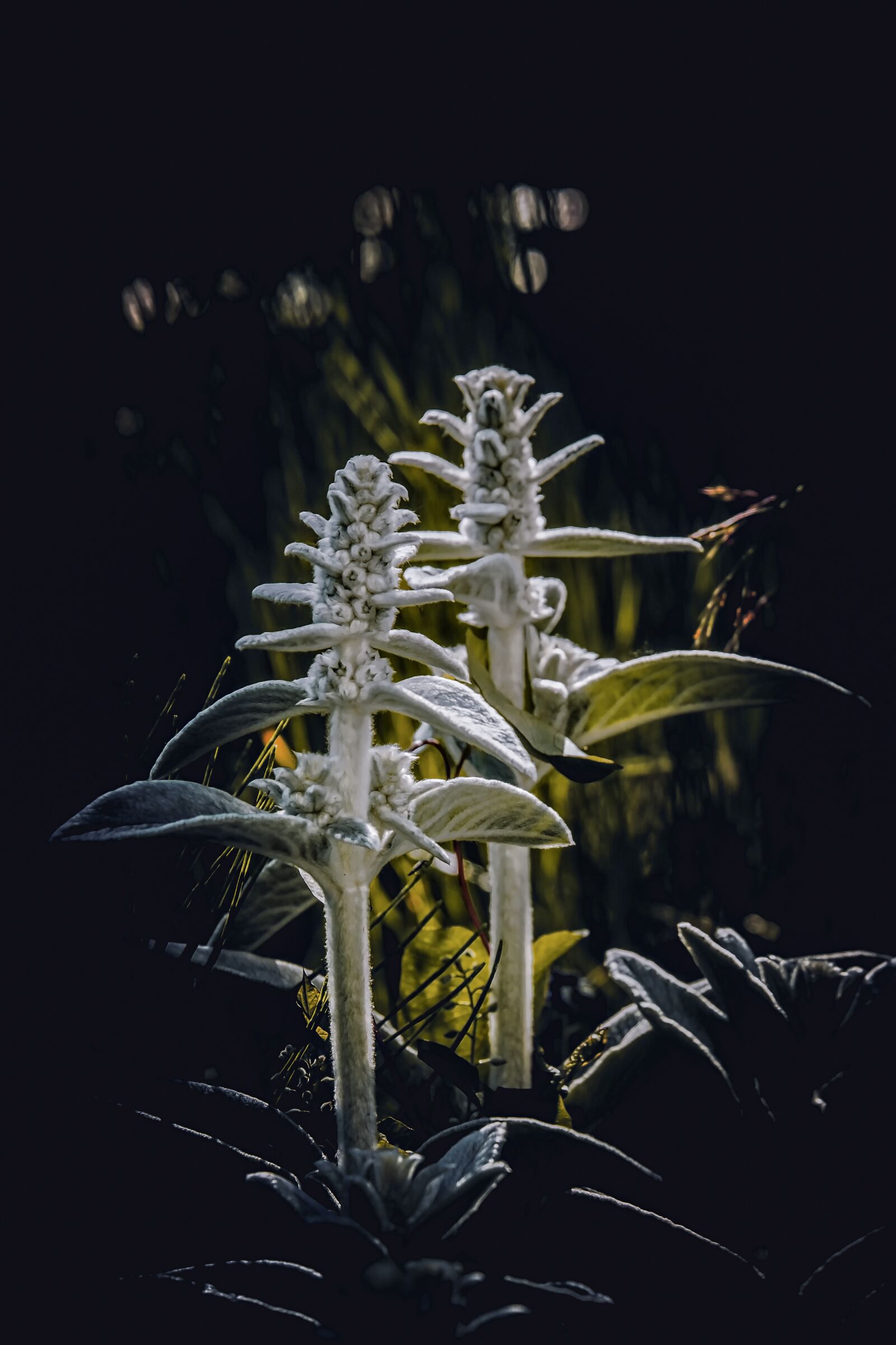 Fujifilm XF 55-200mm F3.5-4.8 R LM OIS sample photo. Stachys wool, stachys, plant photography