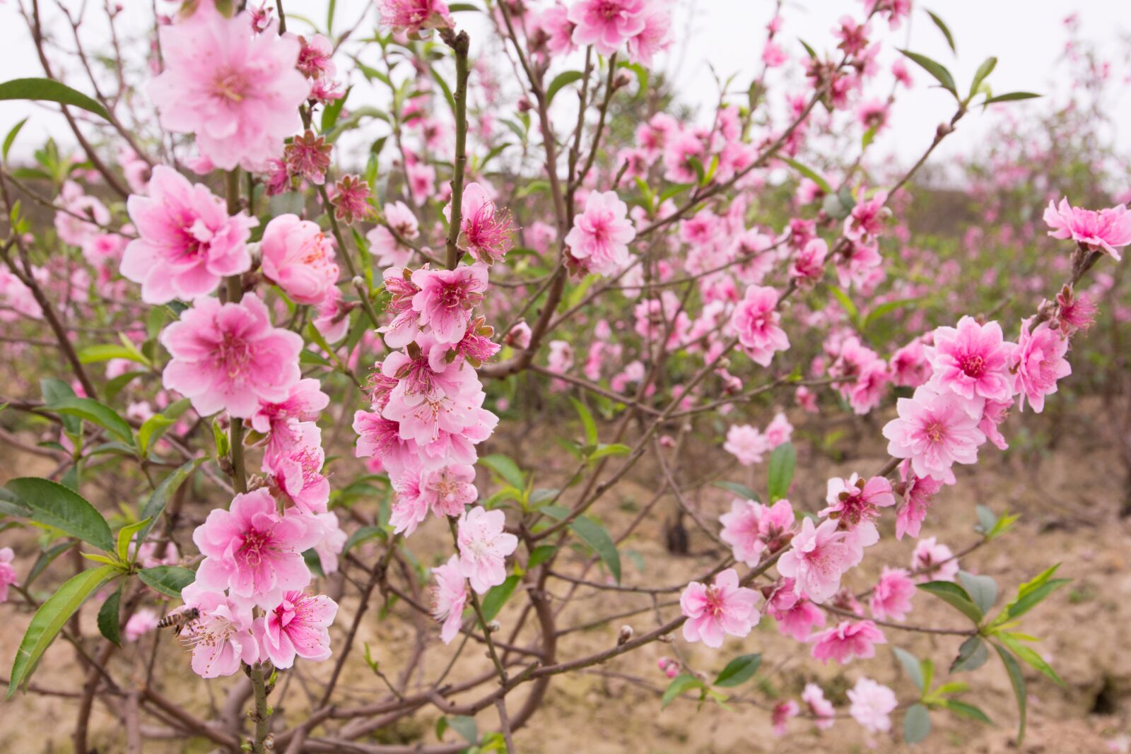 Nikon D7100 sample photo. Peach, peach flower, spring photography