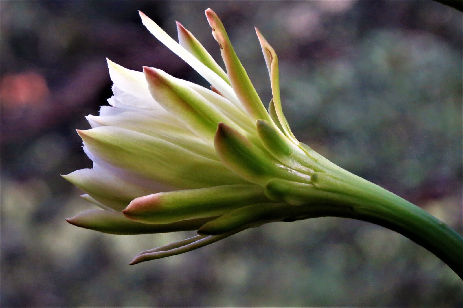 Canon PowerShot SX50 HS sample photo. Flower, bloom, cactus photography