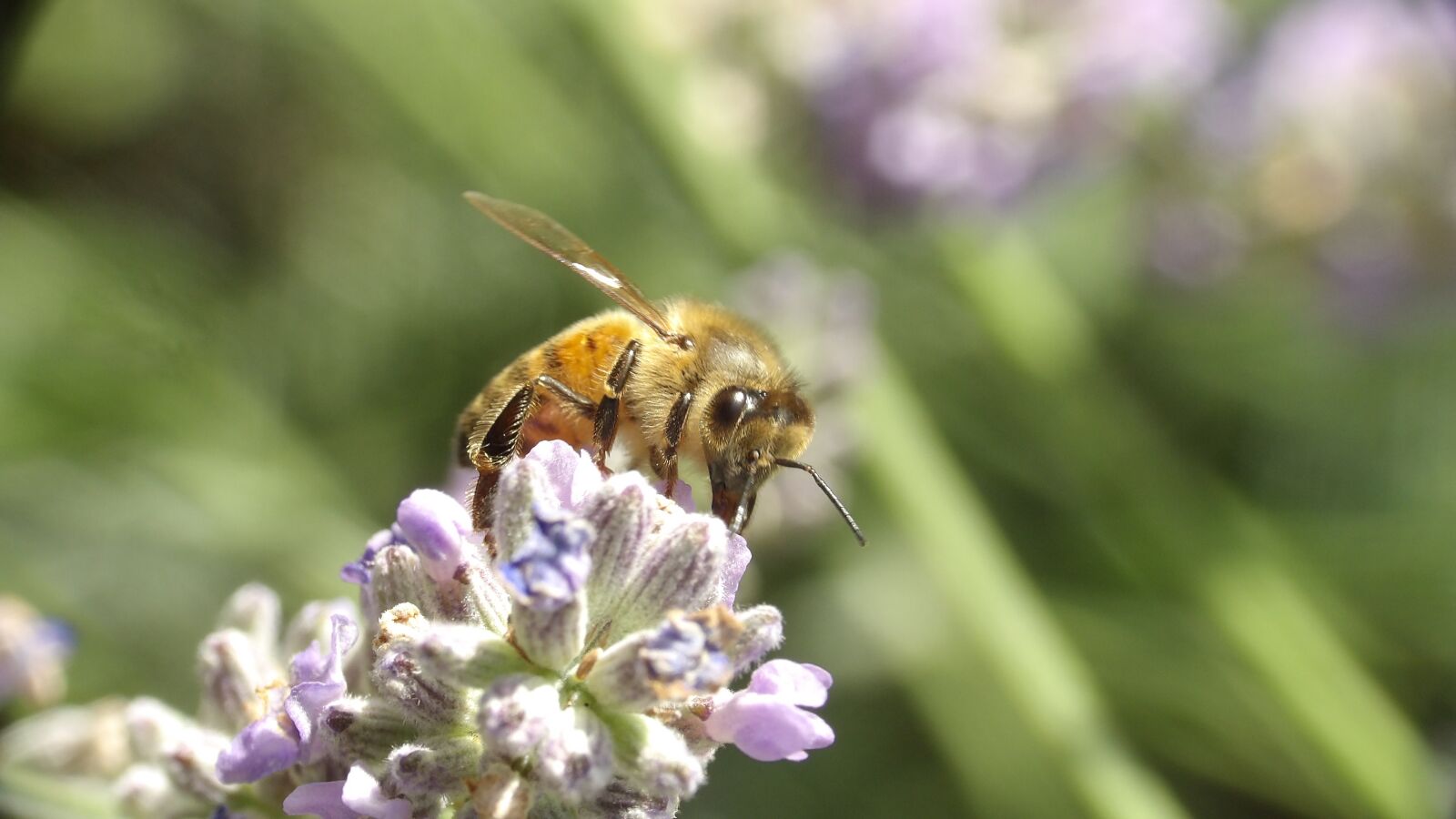 Ricoh PENTAX XG-1 sample photo. Bee, lavender, provence photography