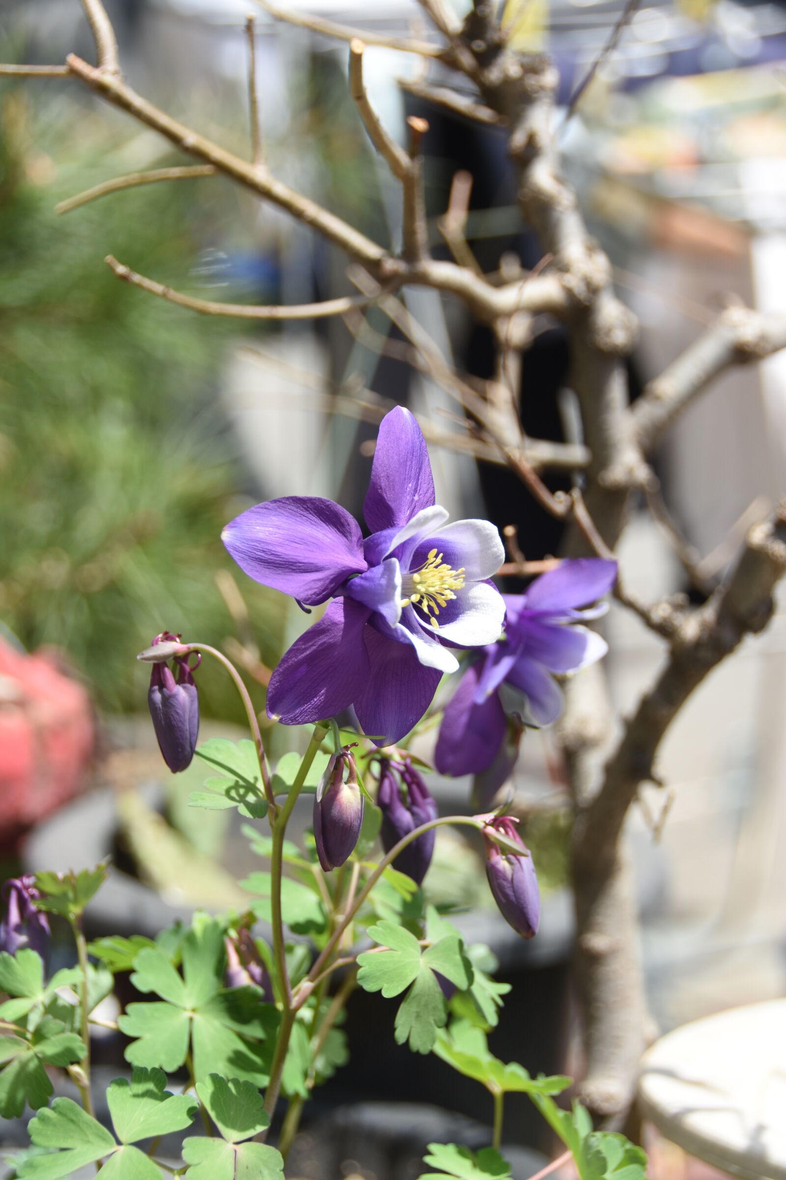 Nikon D7200 sample photo. Wildflower, behold, spring photography
