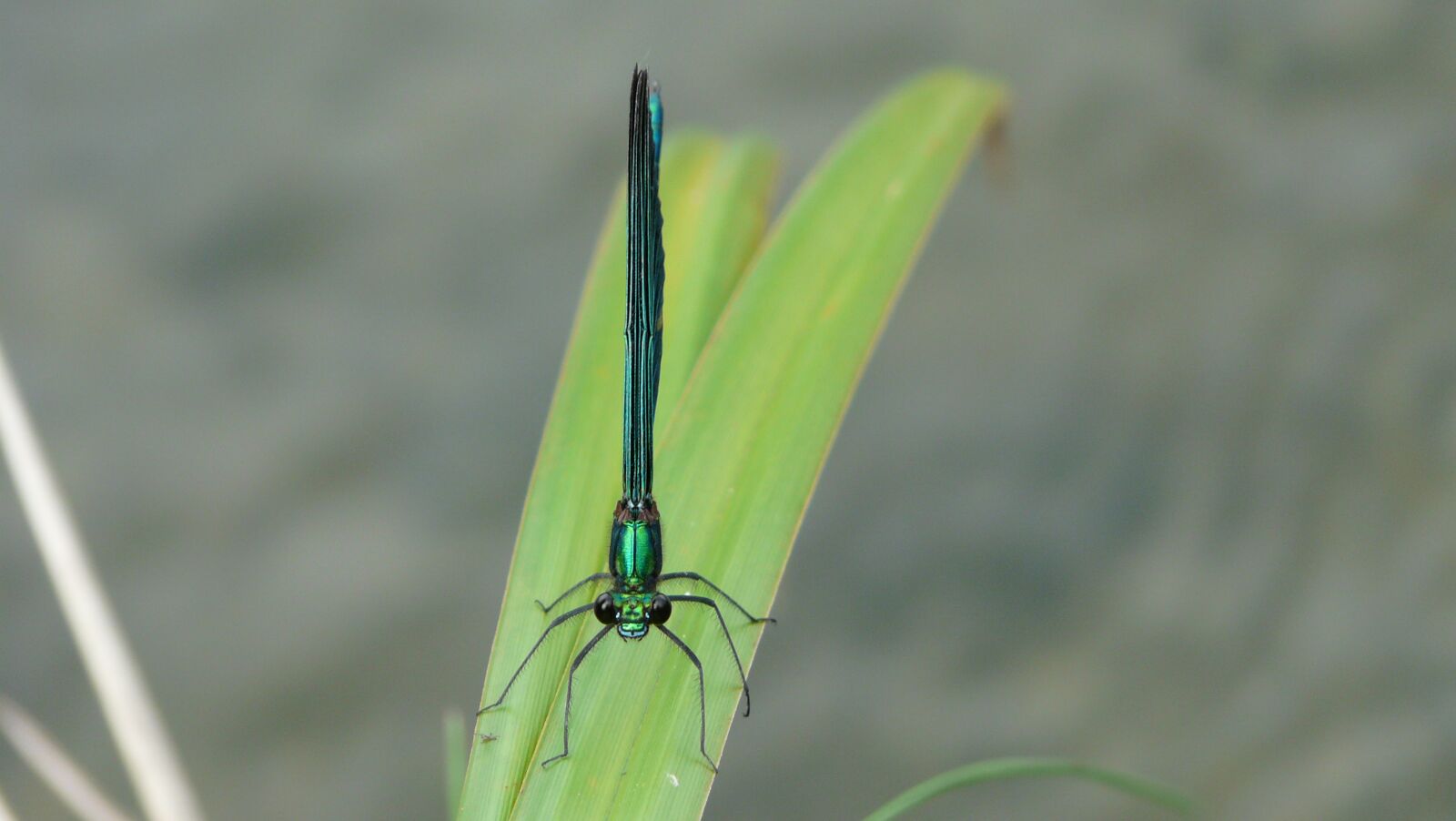 Panasonic DMC-FZ18 sample photo. Dragonfly, insect, macro photography