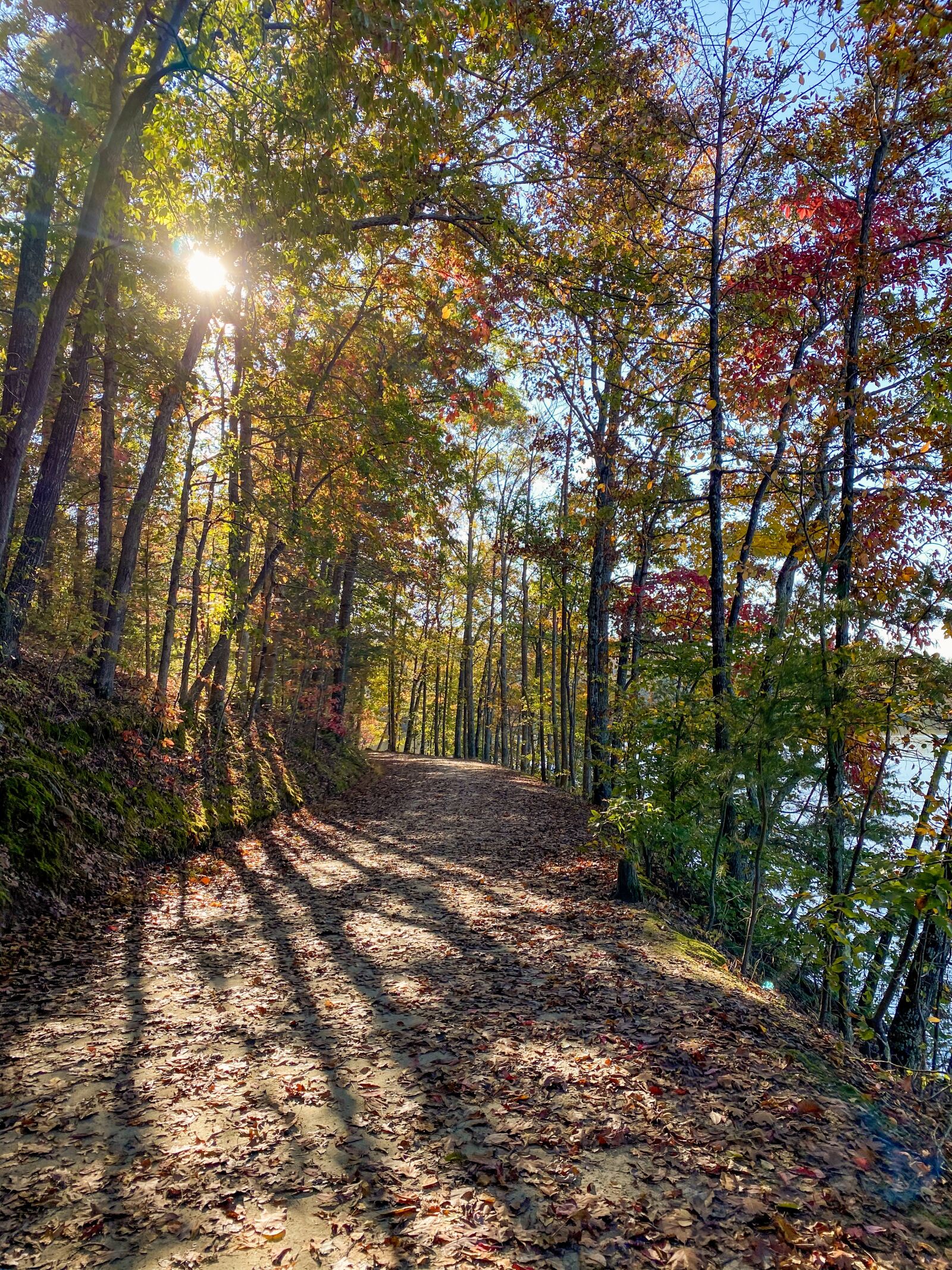 Apple iPhone 11 Pro Max sample photo. Trail, nature, forest photography