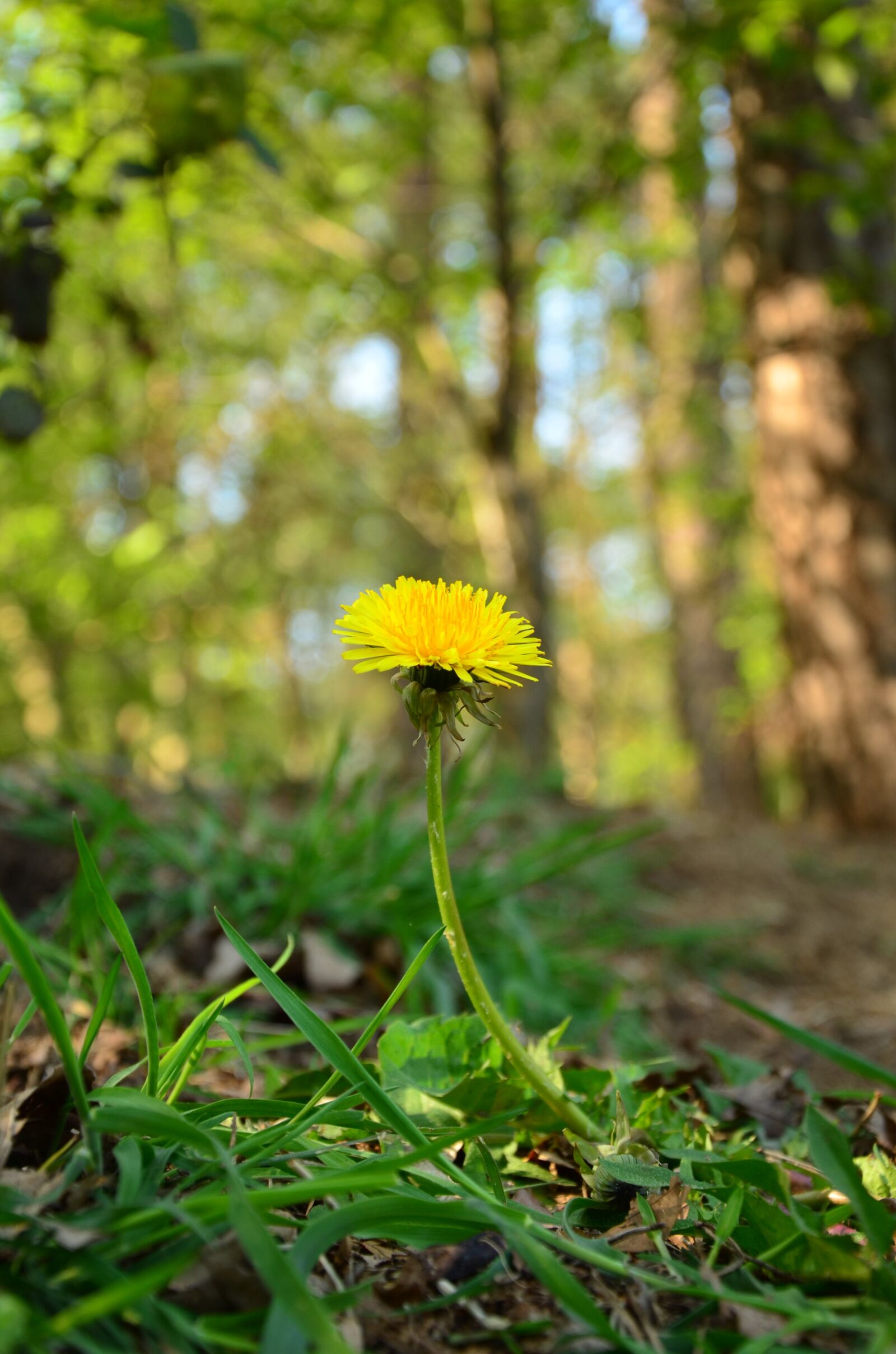 Nikon D5100 sample photo. Flower, dandelion, fores photography