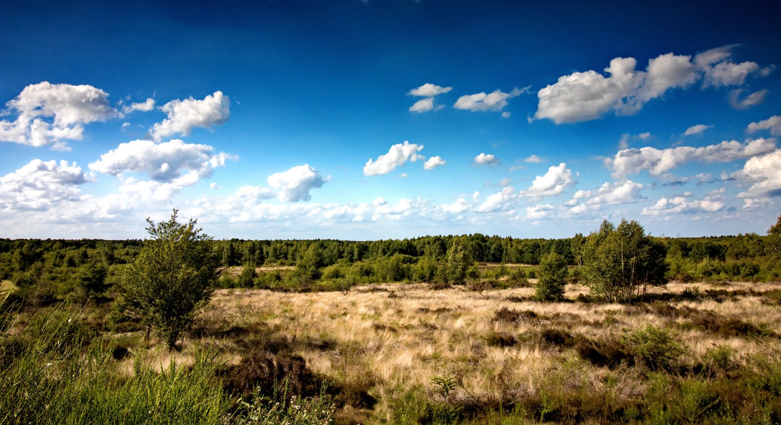 Canon EF-S 10-18mm F4.5–5.6 IS STM sample photo. Heide, drover heath, nature photography