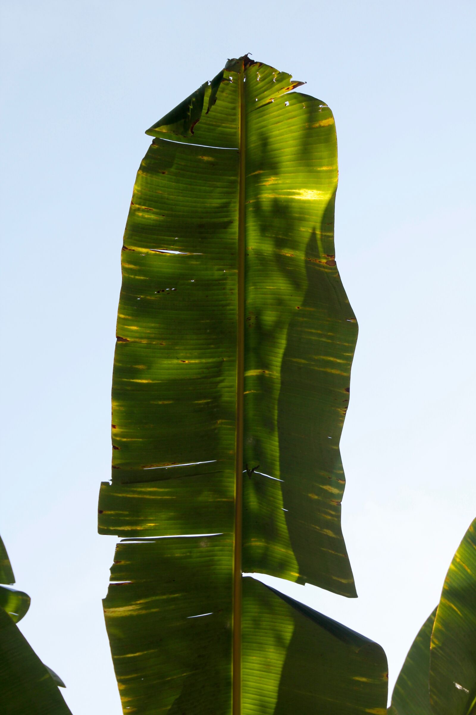 Canon EOS 60D sample photo. Palm, frond, leaf photography