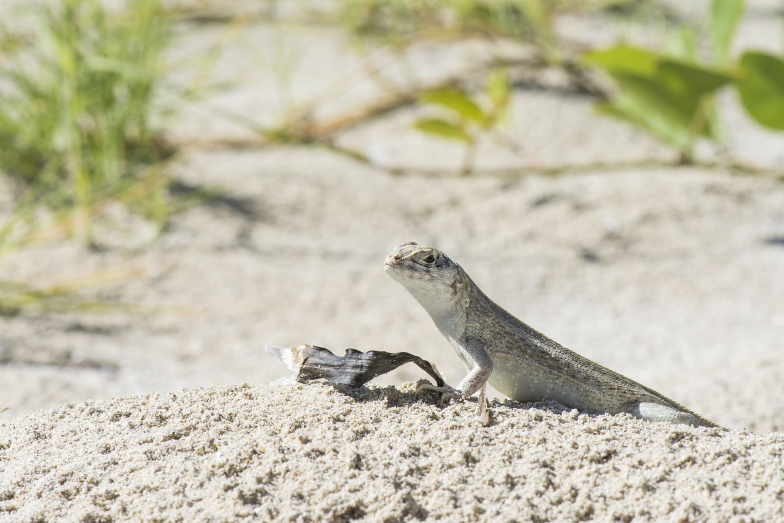 Nikon D7100 sample photo. Cuba, vacations, lizard photography