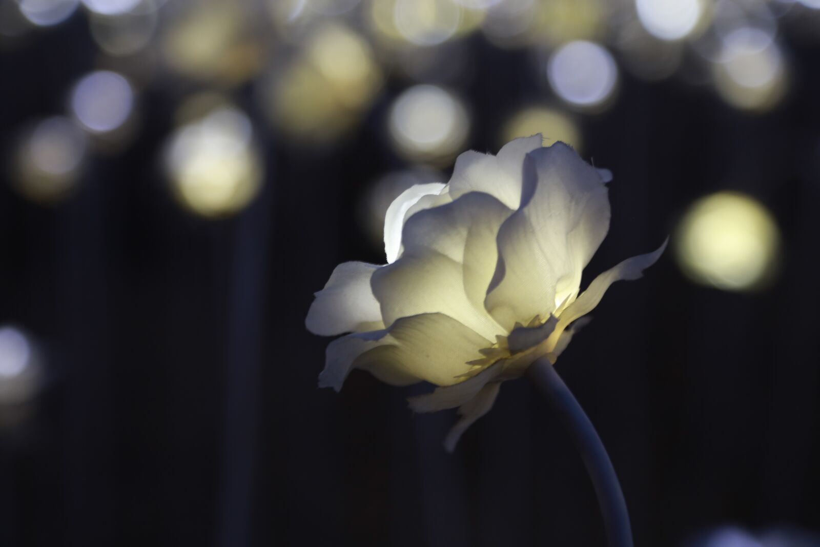 Canon EOS 6D + Canon EF 24-105mm F4L IS USM sample photo. Rose, lighting, light photography