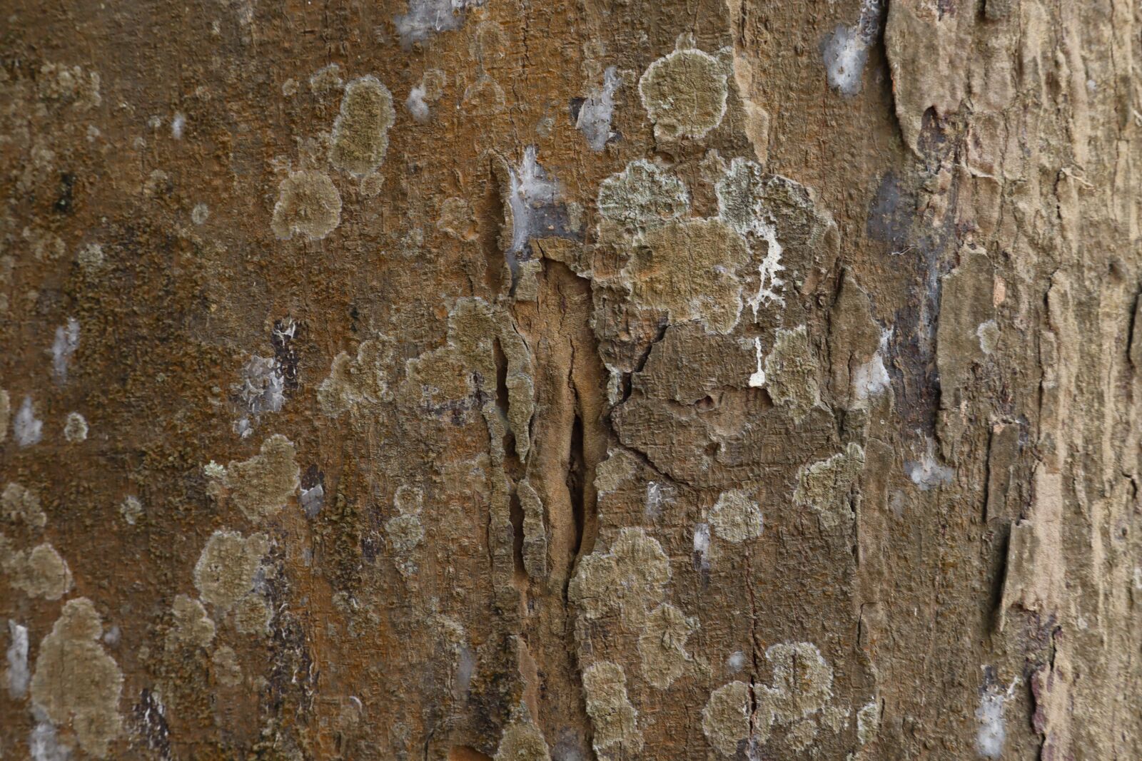Canon EOS 250D (EOS Rebel SL3 / EOS Kiss X10 / EOS 200D II) sample photo. Tree, pattern, texture photography