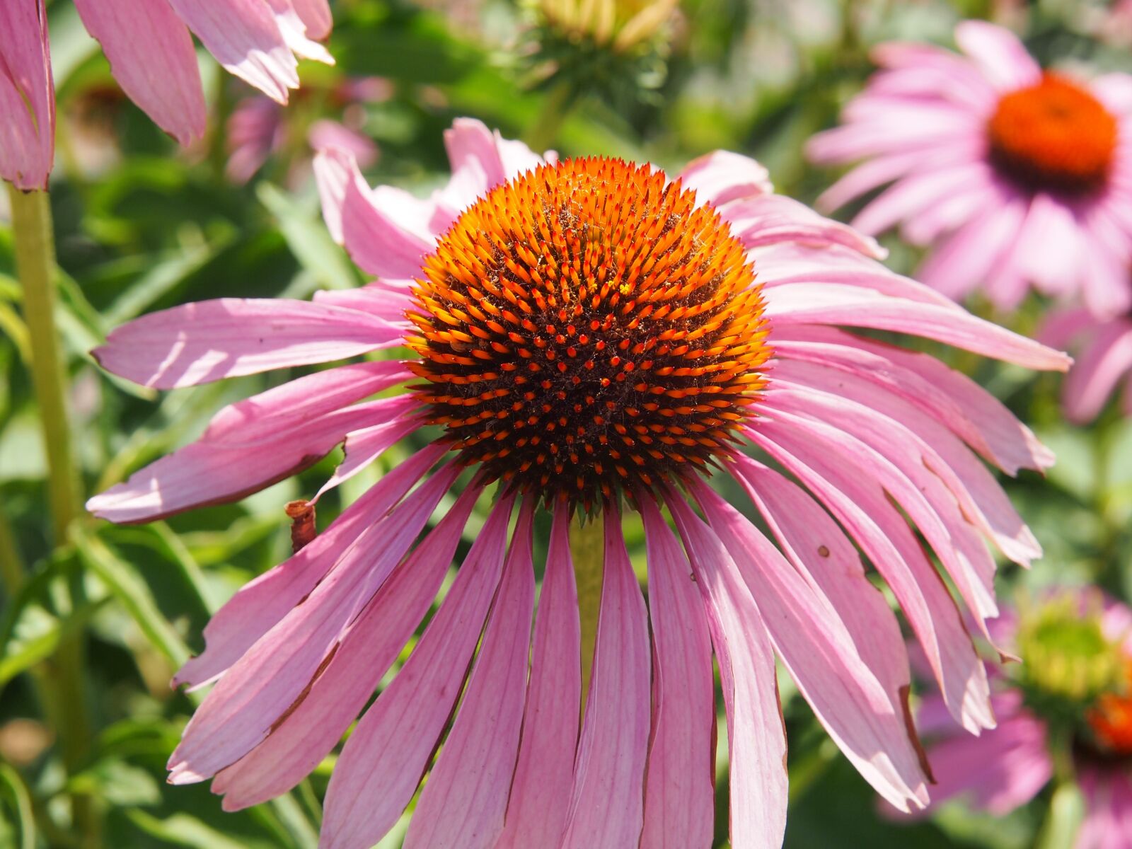 Olympus PEN E-PM1 sample photo. Coneflower, garden, echinacea photography