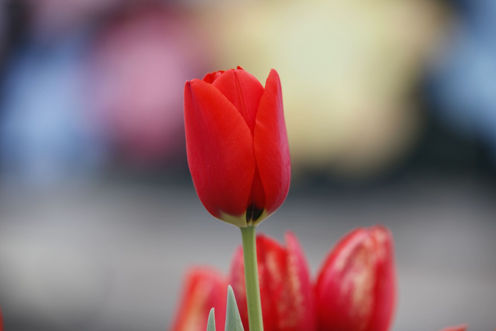 Canon EOS 5D Mark II sample photo. Tulip, flowers, nature photography
